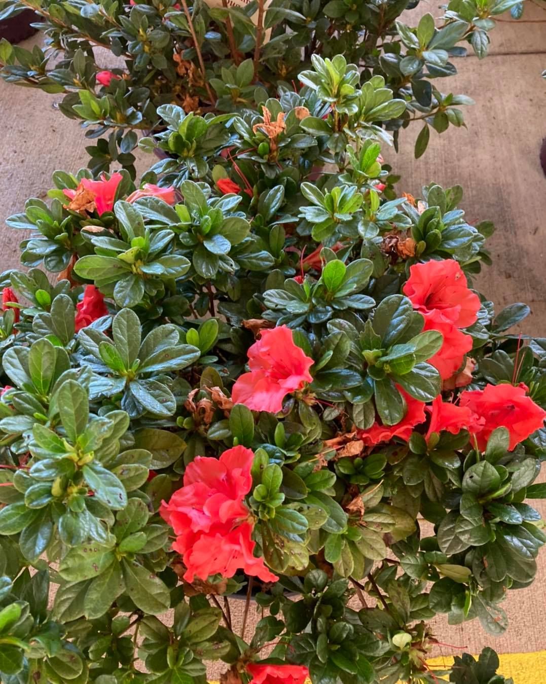 All Photos for S&R Landscaping and Nursery in Charlotte, NC