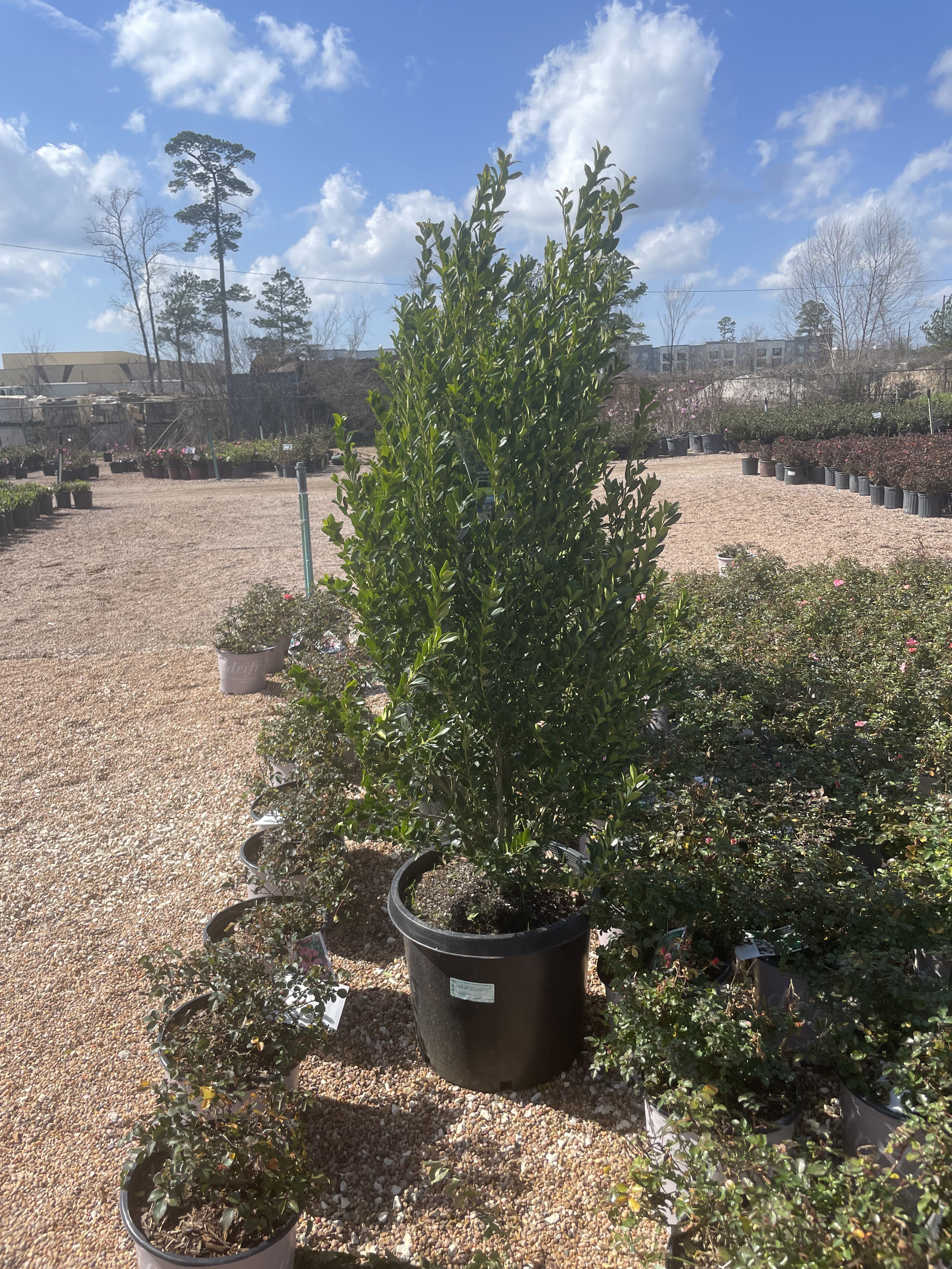 All Photos for Atlas Land Design in Creekside Park, TX