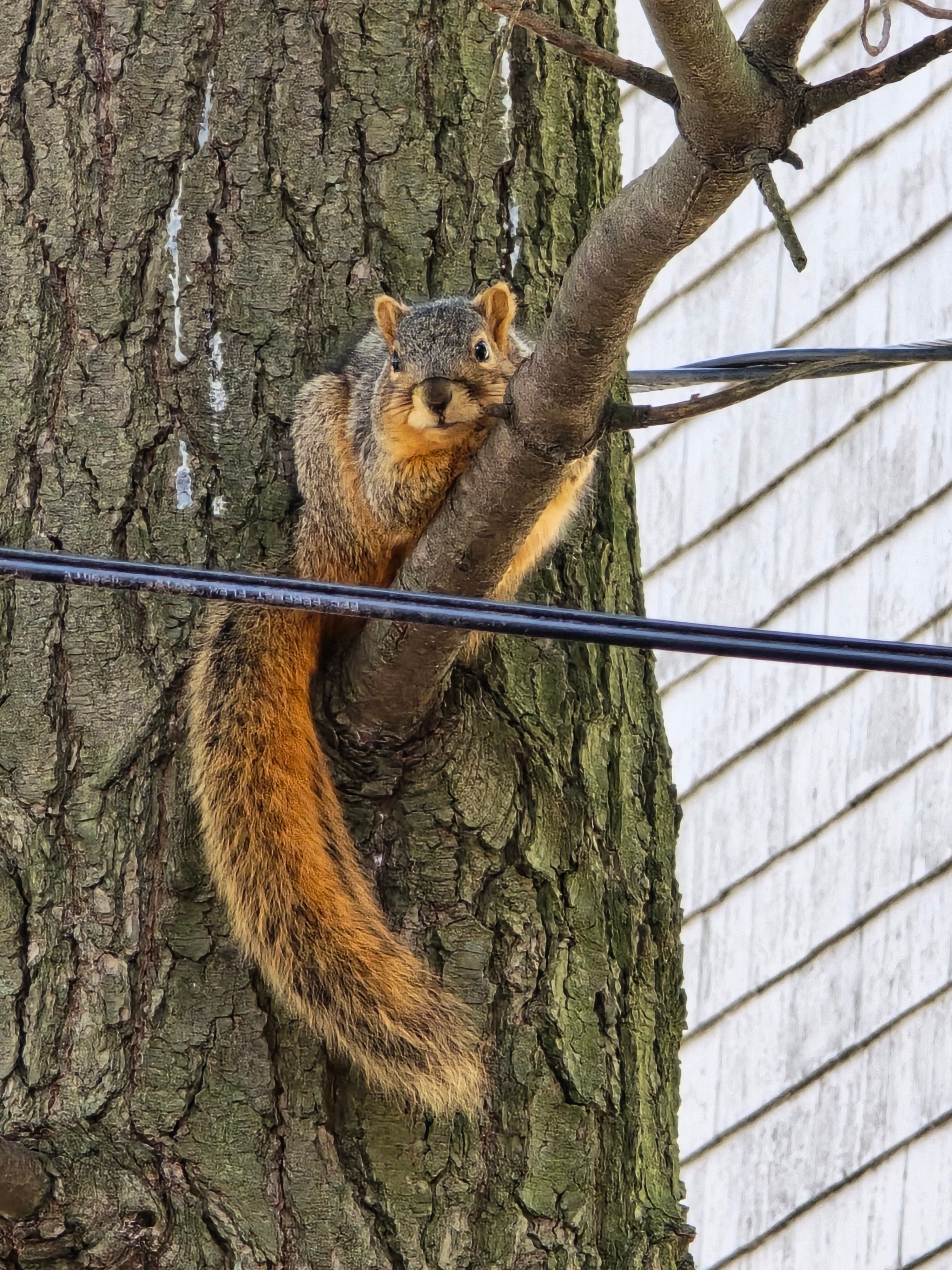  for D Hale Tree Service in Dexter, MI