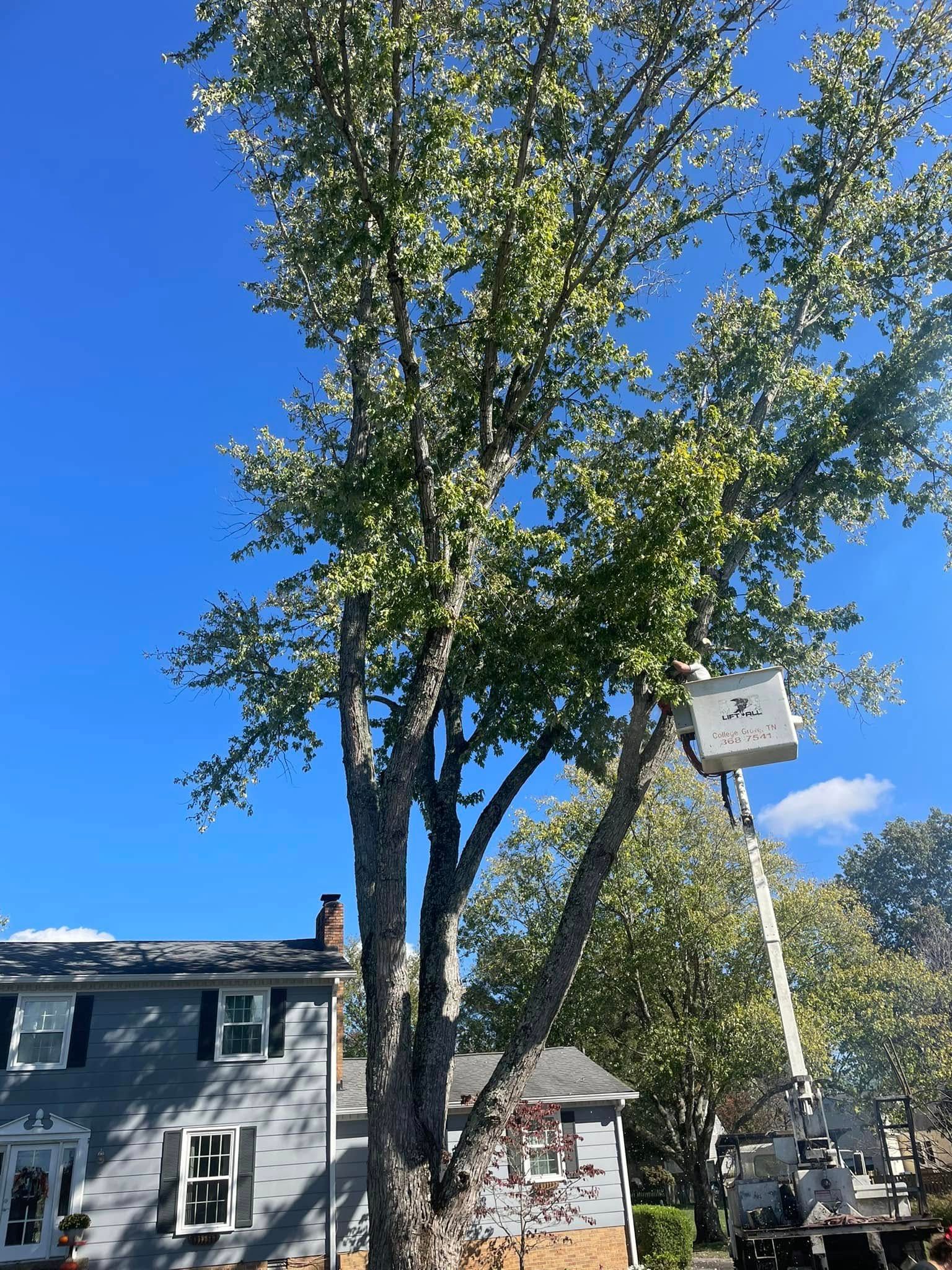  for Jace’s Tree & Stump Removal in Franklin, TN