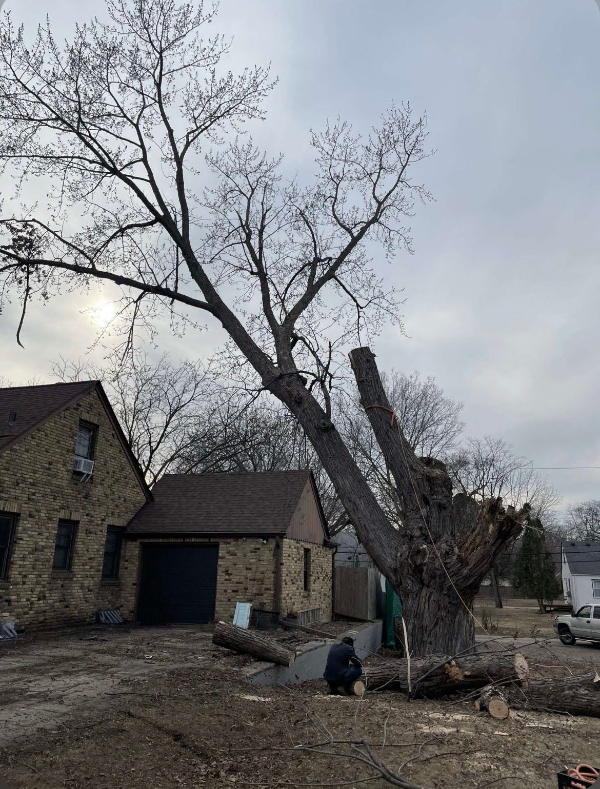 Trees for K and Z Tree Care in Andover, MN