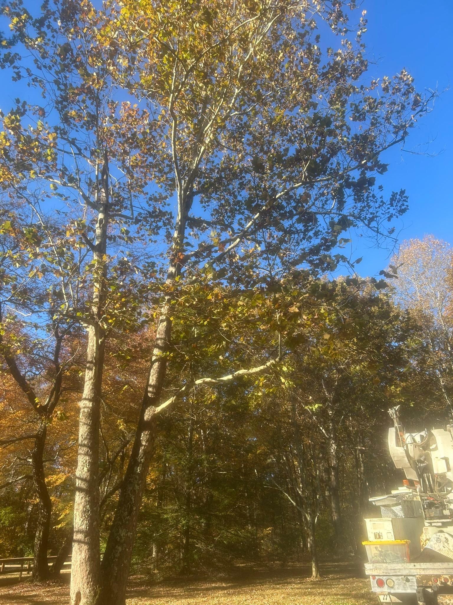  for McBee’s Tree Service in Sewanee, TN