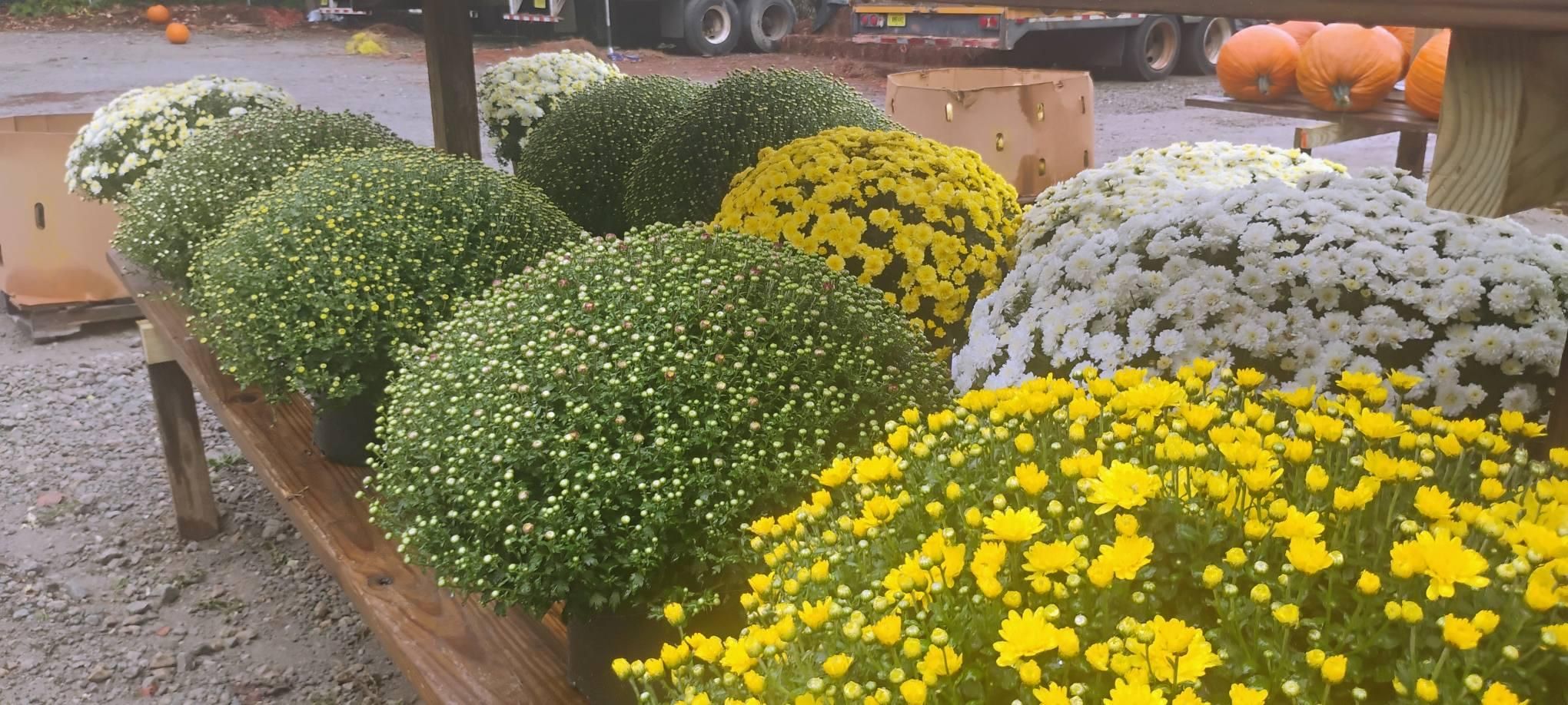 All Photos for BAM Another Pinestraw Lot in Flowery Branch, GA