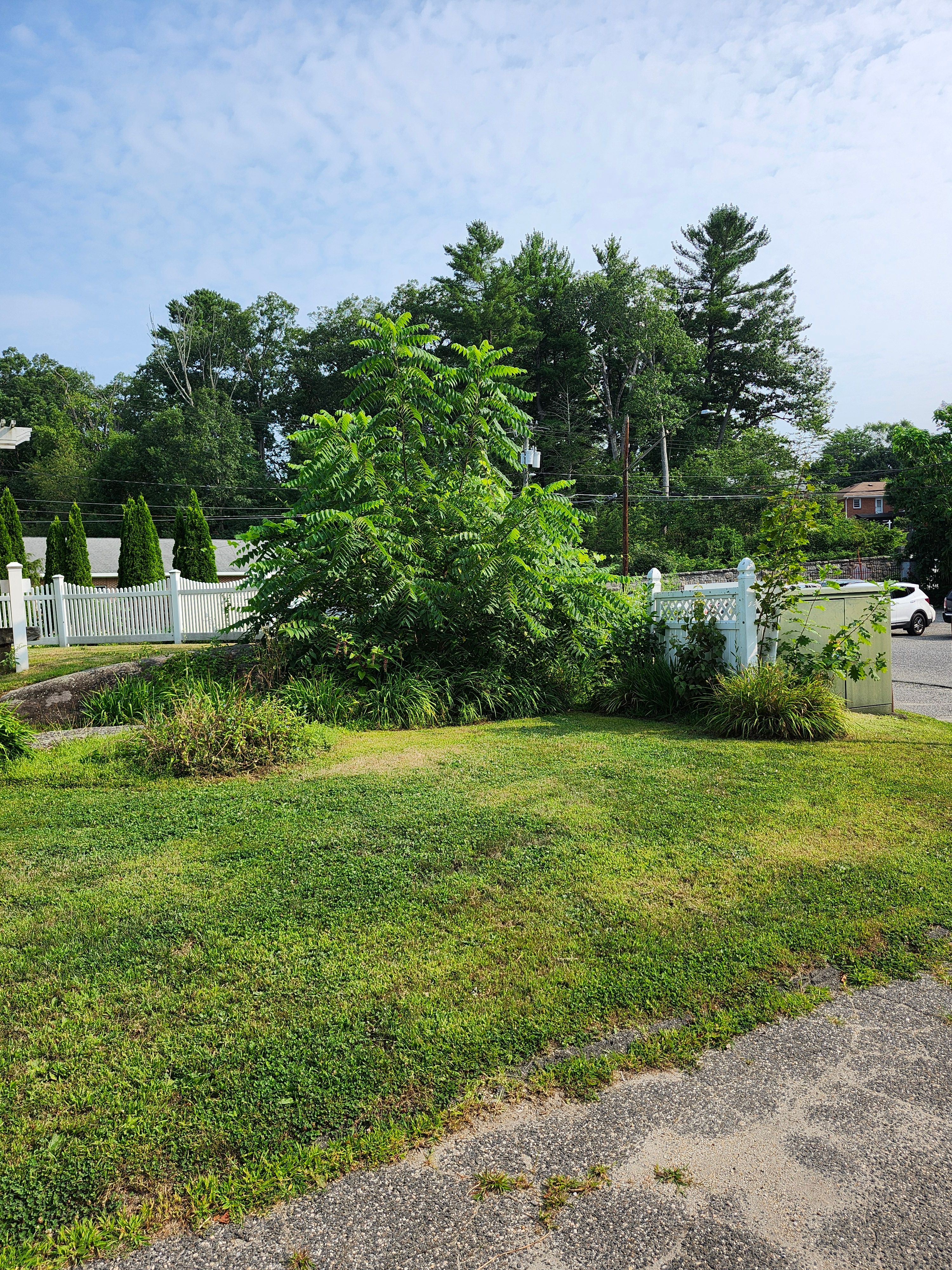 Hedge/Tree/Brush Cutting for Landscape Innovations LLC in Torrington, CT