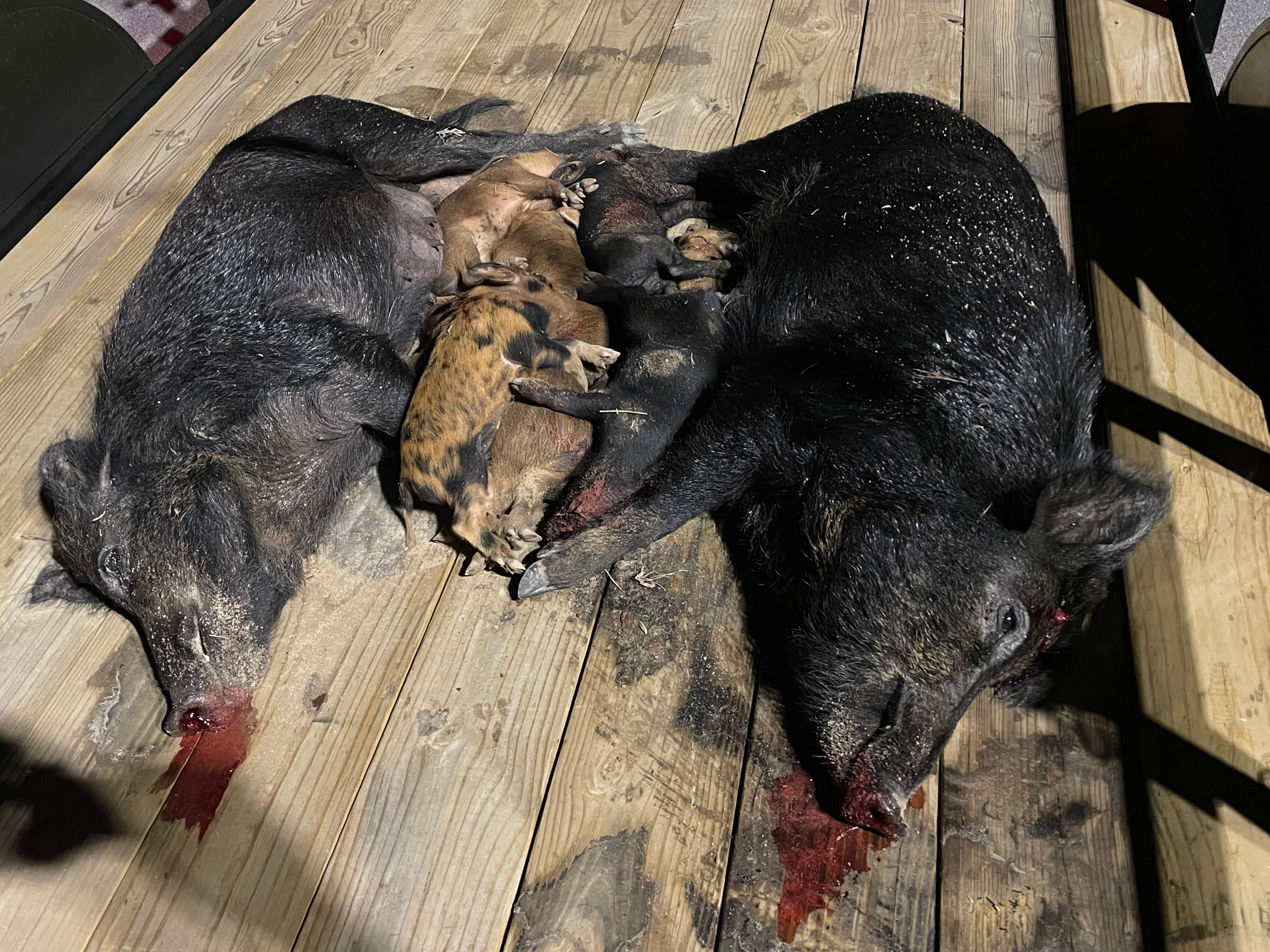  for Havoc Hog Control in Molino, FL