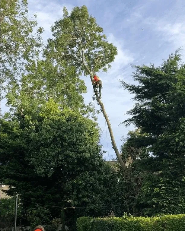 Tree Removal for Trio Tree Services in Ocean Park, WA