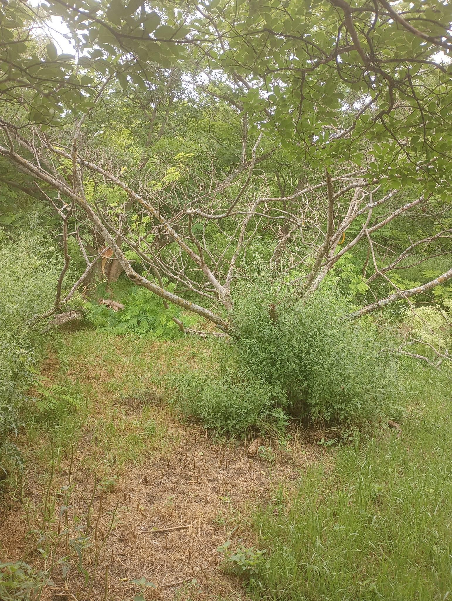 Mowing for Emergency Yard Care LLC in Waxahachie, TX