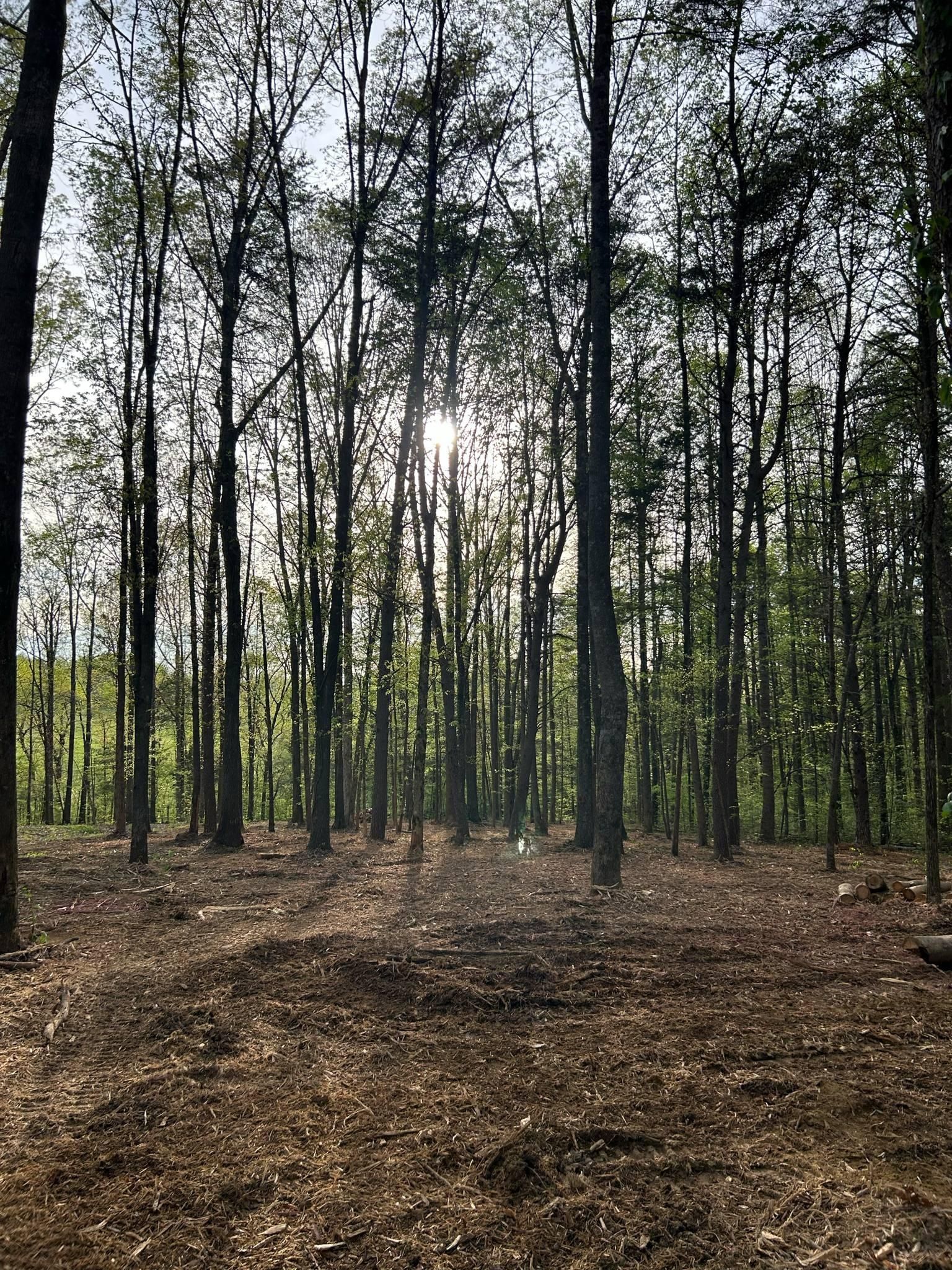  for Z's Land Management & Forestry Mulching in Smithville, TN