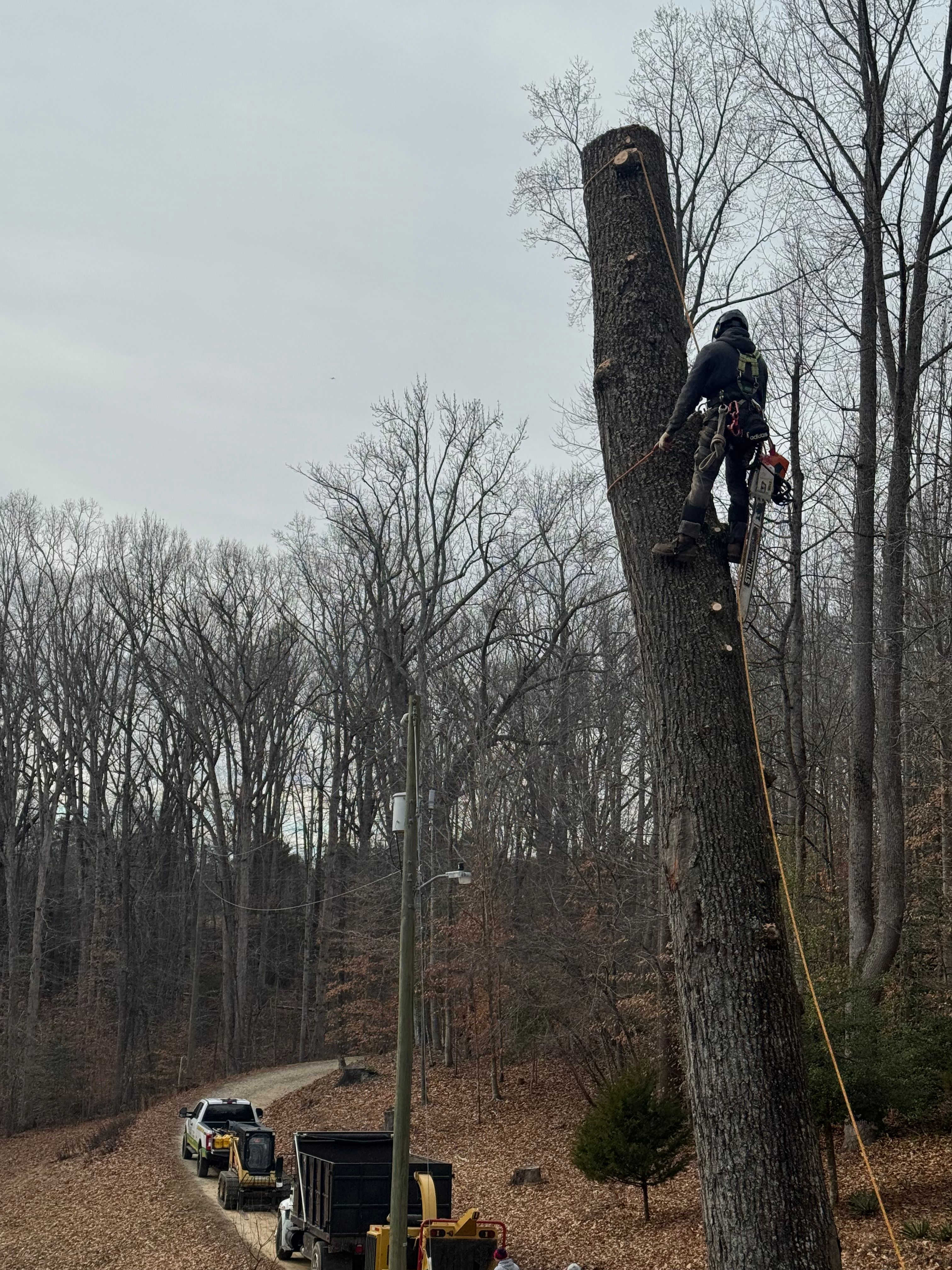 for Branch Out Tree Care LLC in Fredericksburg, VA