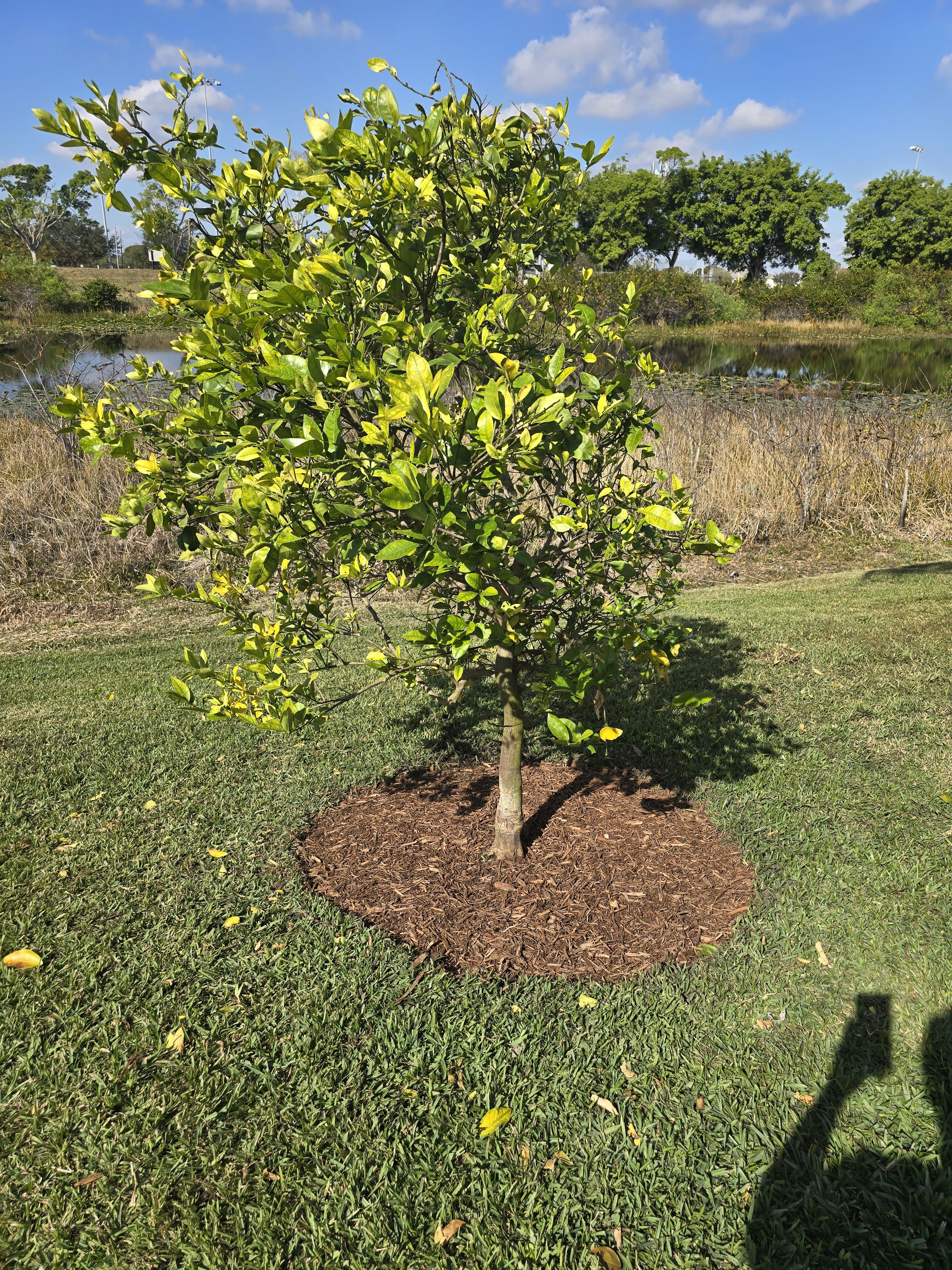  for Bridgewater Arbor Care LLC in Jupiter, FL