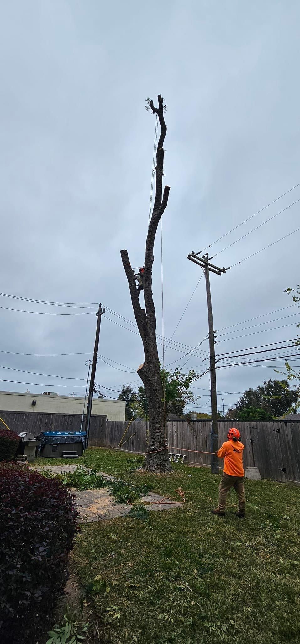  for Servin's Tree Care  in Houston, TX