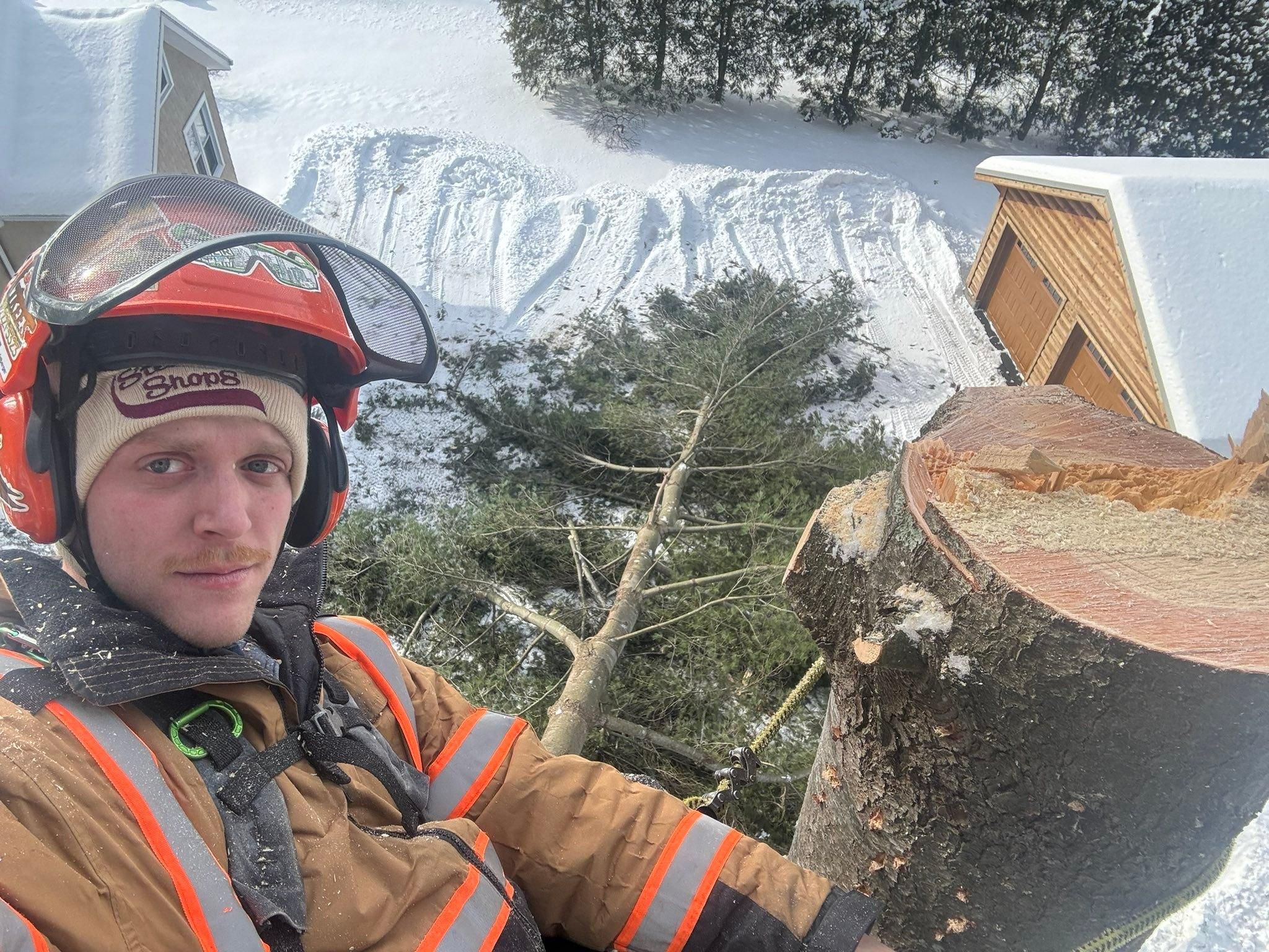  for T's Trees in Albany, NY