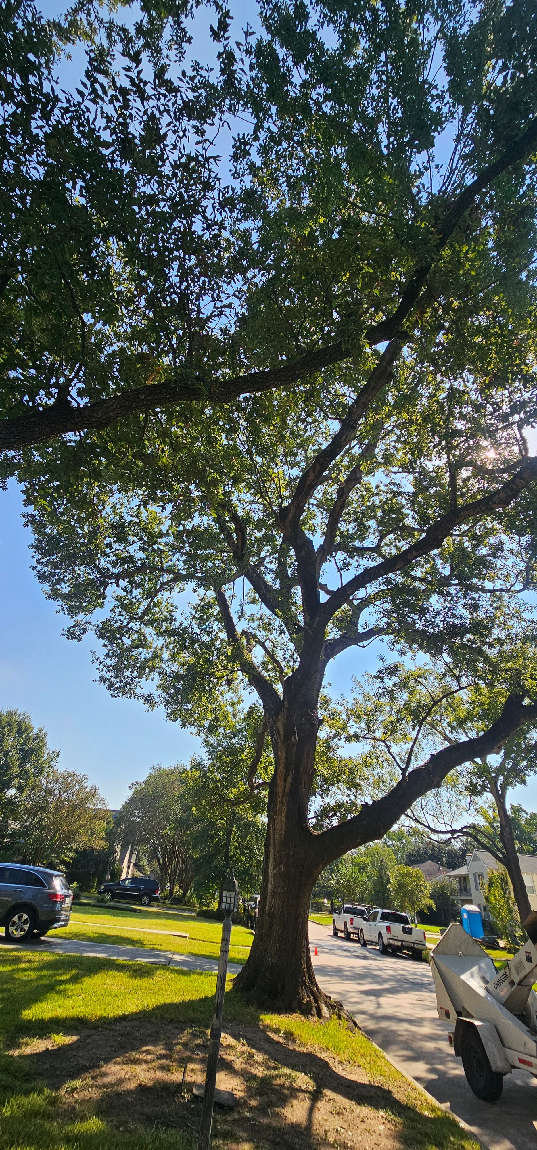  for Servin's Tree Care  in Houston, TX