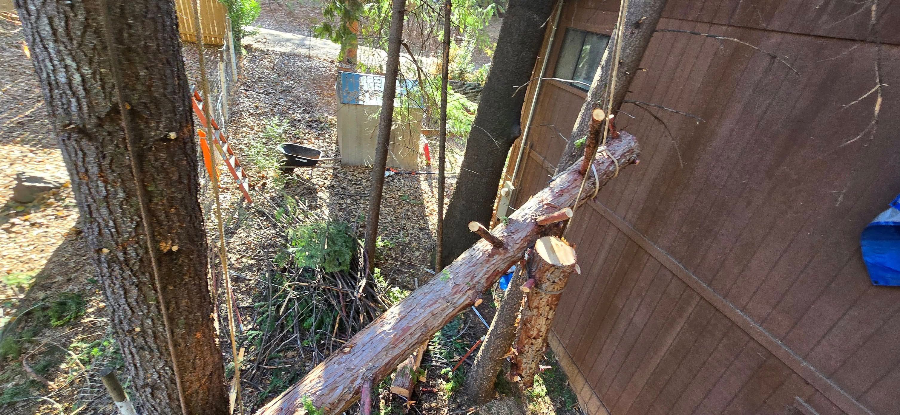  for George Staddan's Professional Tree Care in Placerville, CA