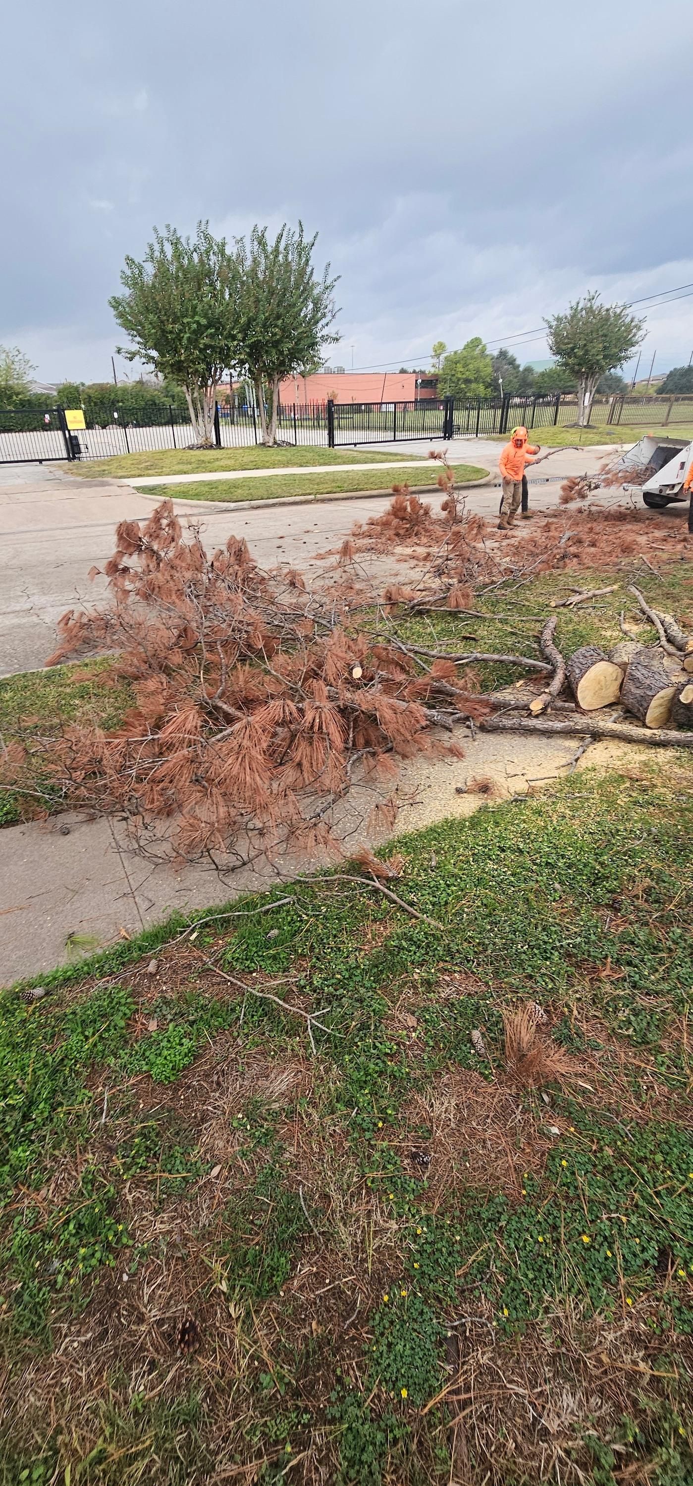  for Servin's Tree Care  in Houston, TX