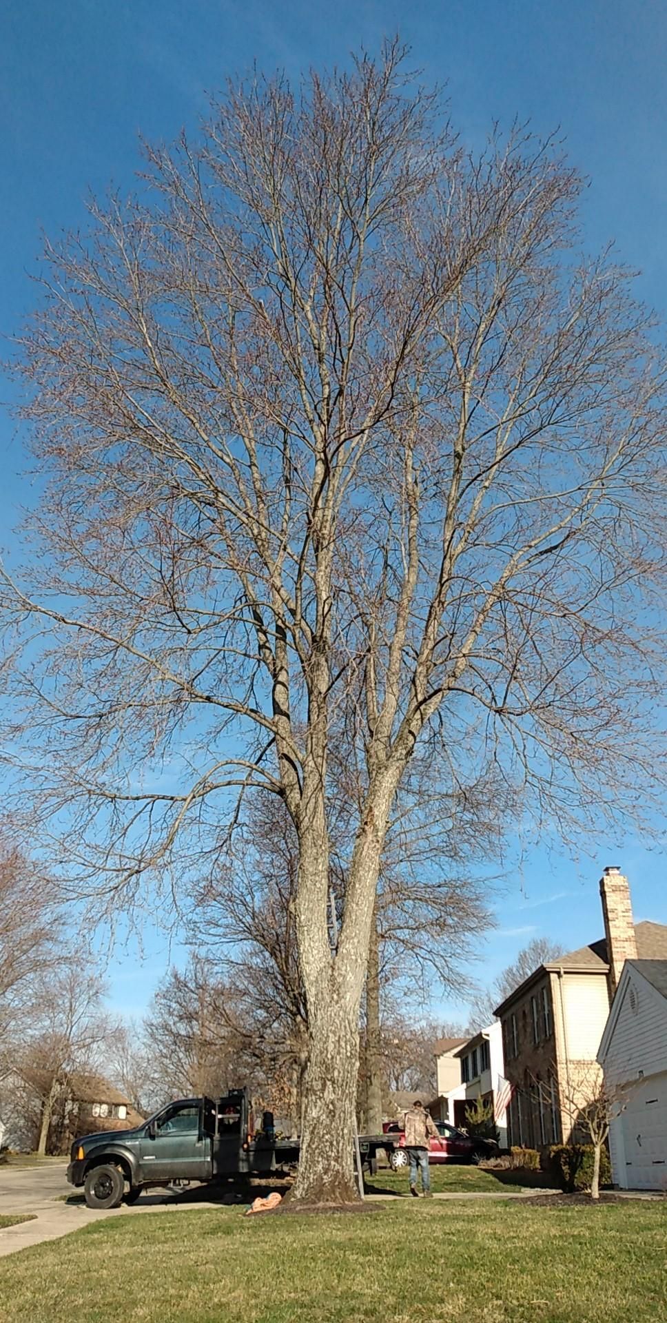  for Kingdom Tree Trimming and Removal LLC in Covington, KY