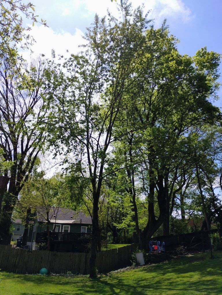  for Kingdom Tree Trimming and Removal LLC in Covington, KY