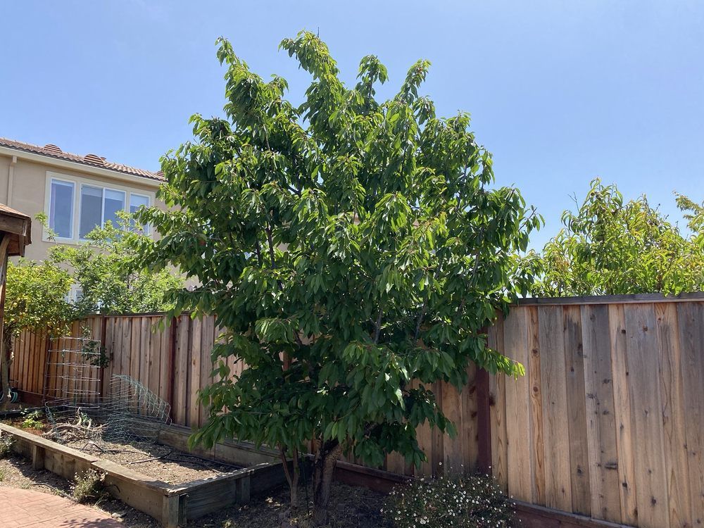  for CBA Landscaping in Hayward, CA