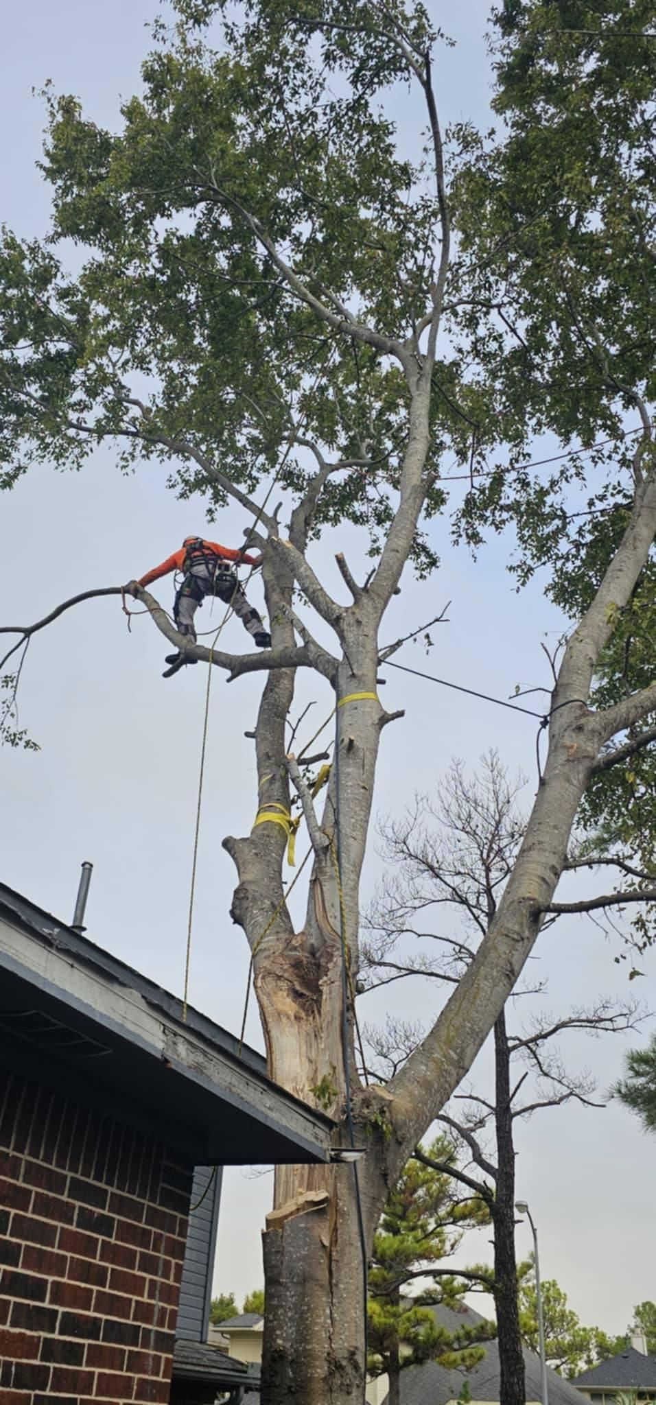  for Servin's Tree Care  in Houston, TX