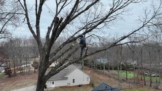  for Cisco Kid Tree Service LLC in Charlotte, North Carolina
