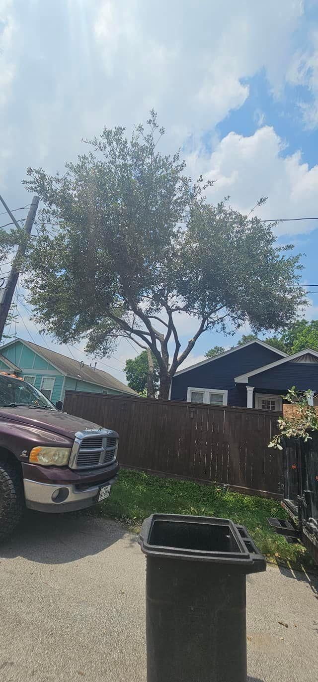  for Servin's Tree Care  in Houston, TX