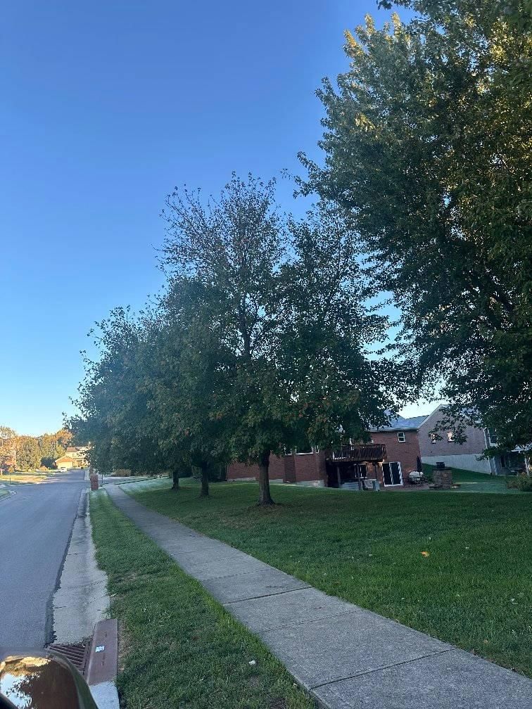  for Kingdom Tree Trimming and Removal LLC in Covington, KY