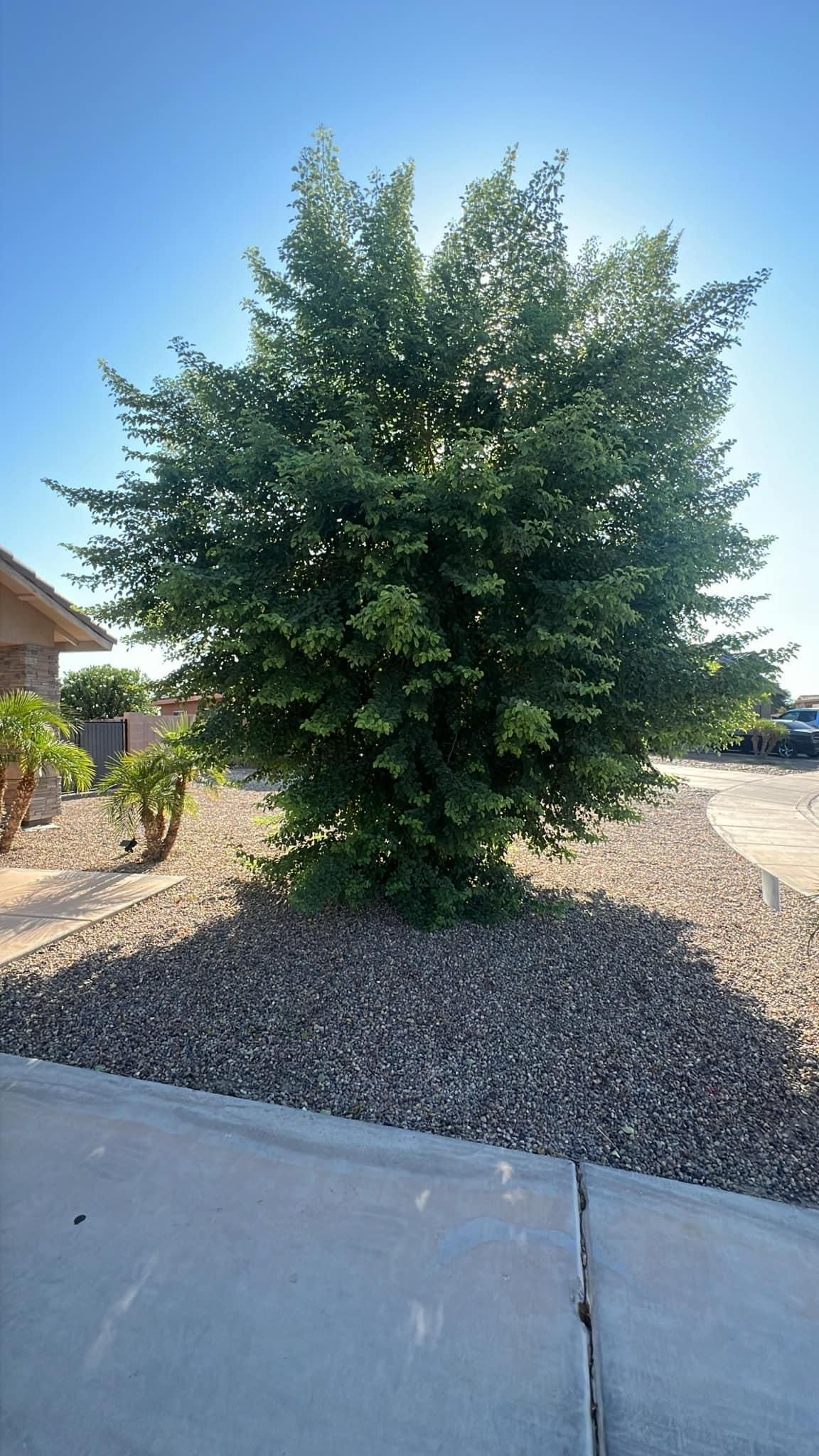  for Oliver L. Palm & Tree services in Yuma County, AZ