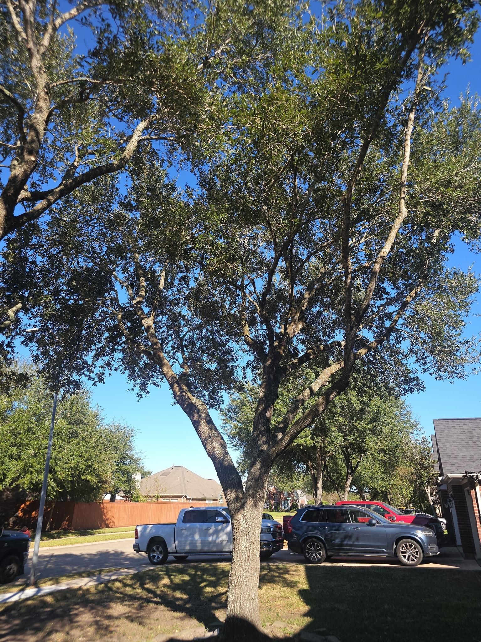  for Servin's Tree Care  in Houston, TX