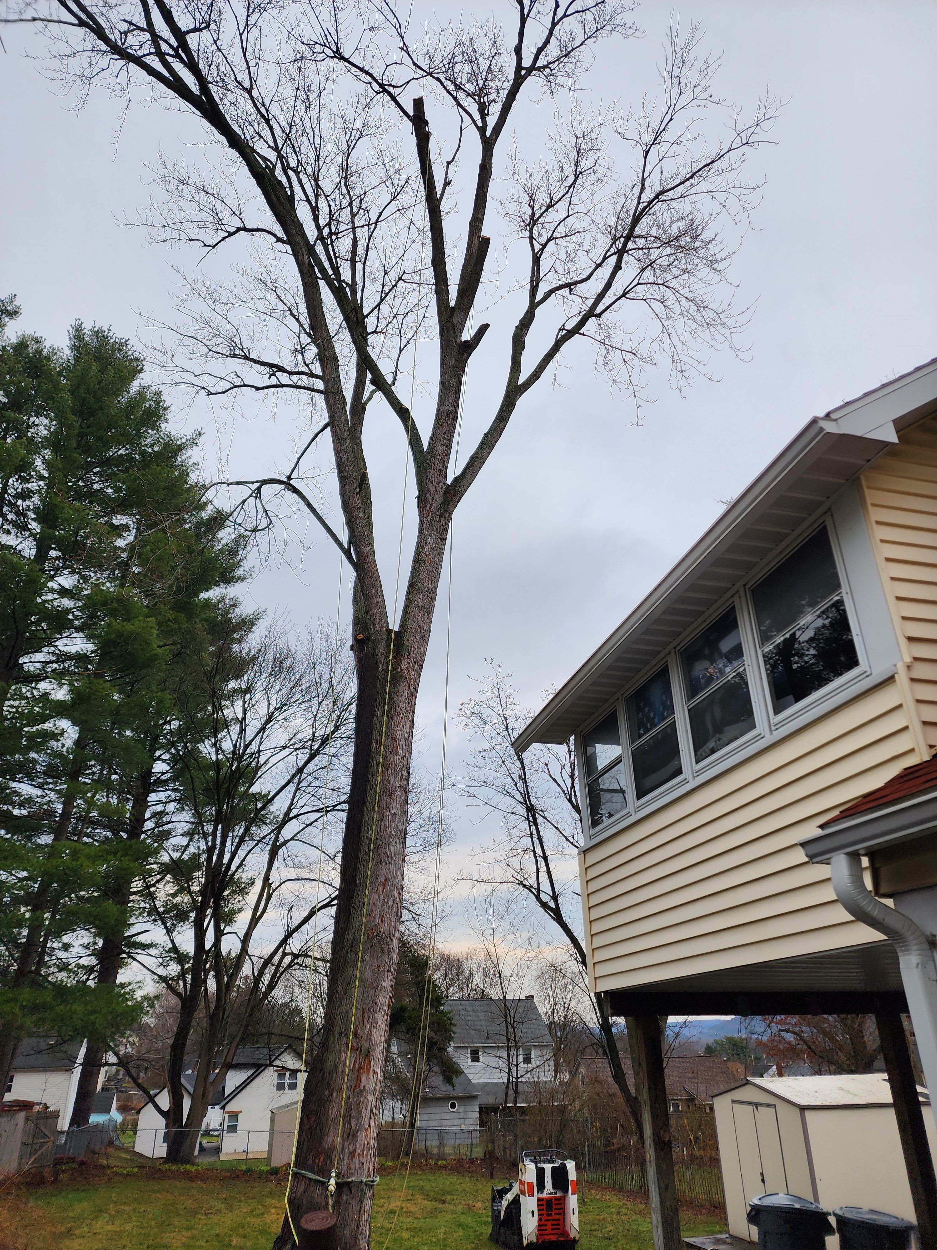 Tree Removal for Licensed to Cut Tree Service in Athens, PA