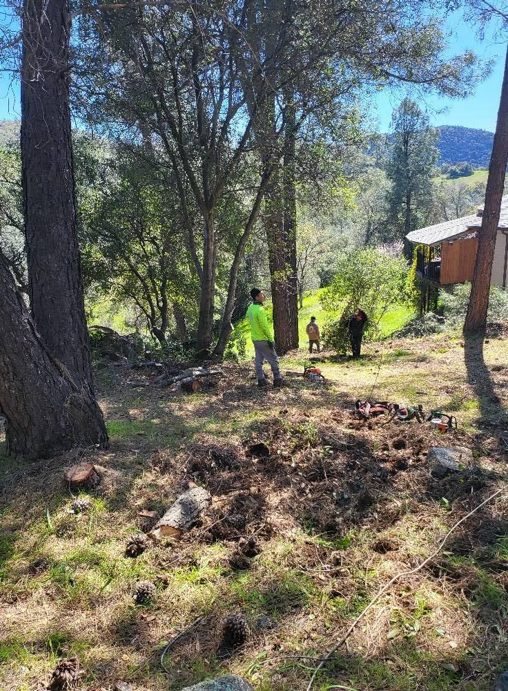  for Terra Heights Tree Experts & Landscaping  in Grass Valley,  CA