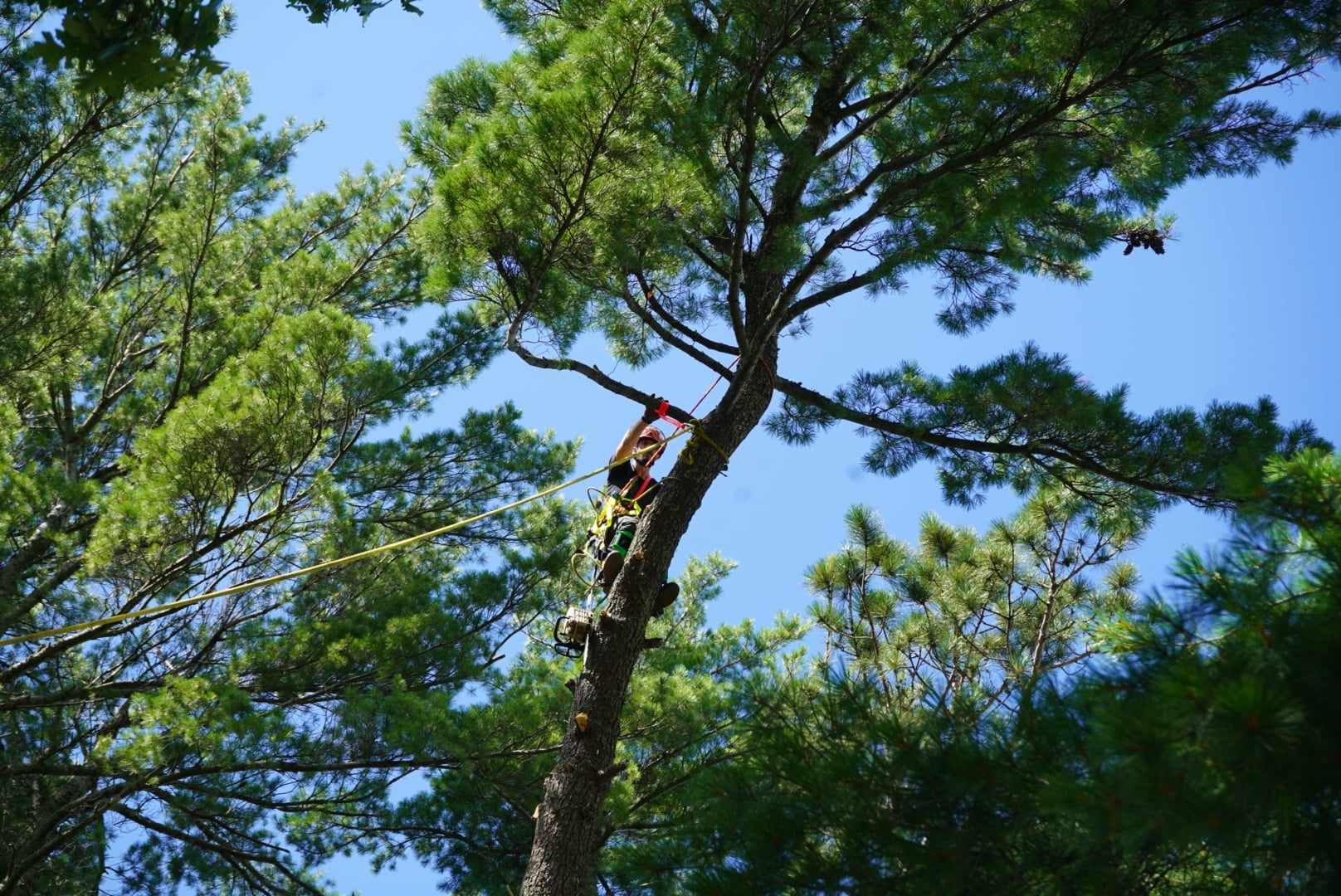  for Dan's tree service in Bemidji, MN