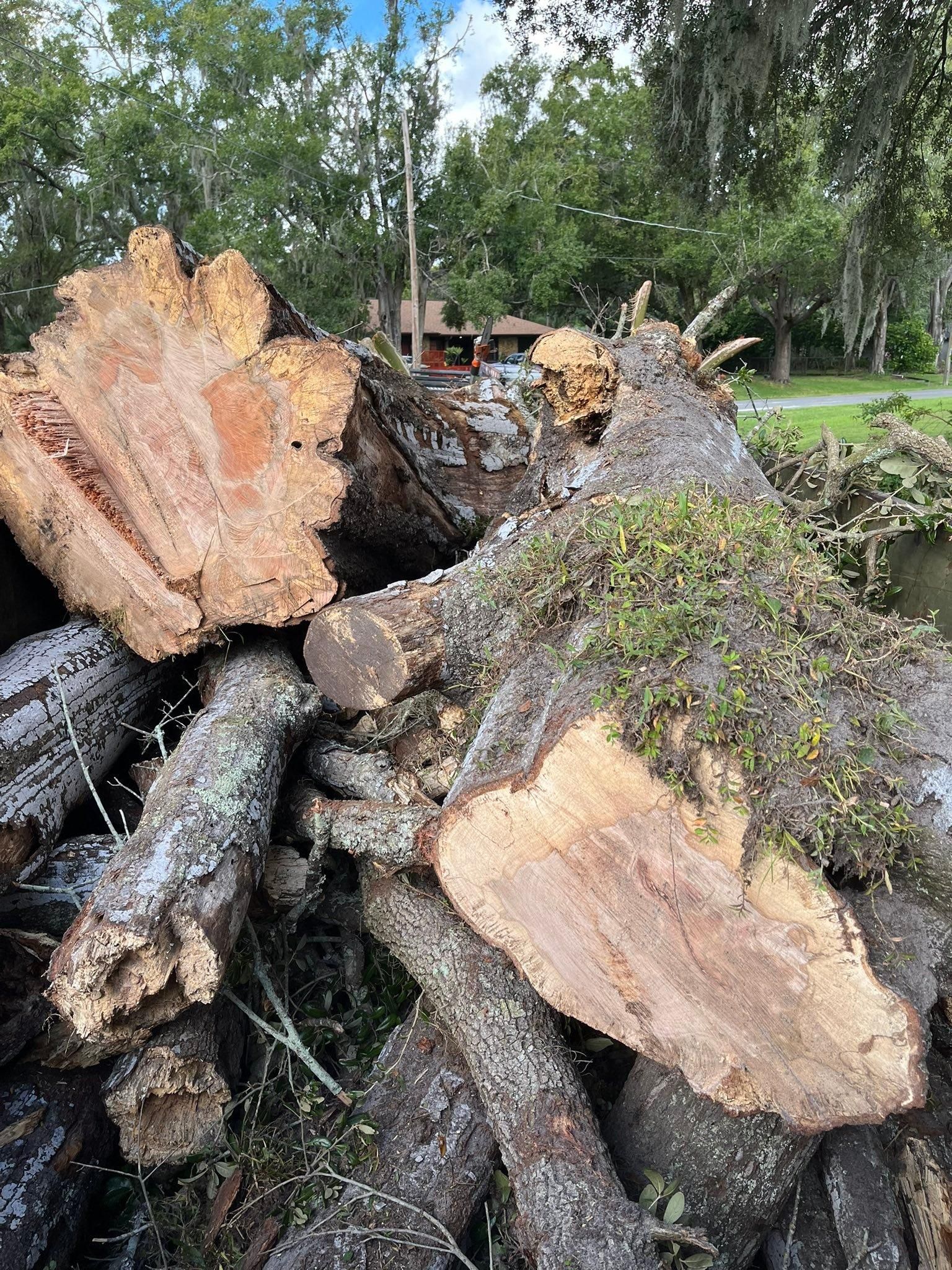  for Bills Tree Service in Valrico, FL