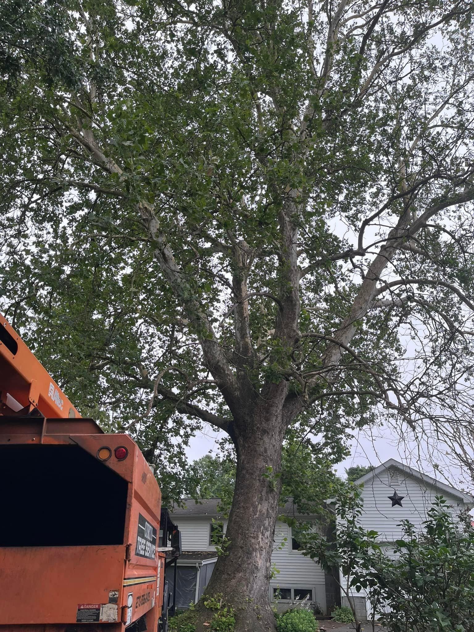 for Curtis Tree Service LLC in Hopkins County, KY