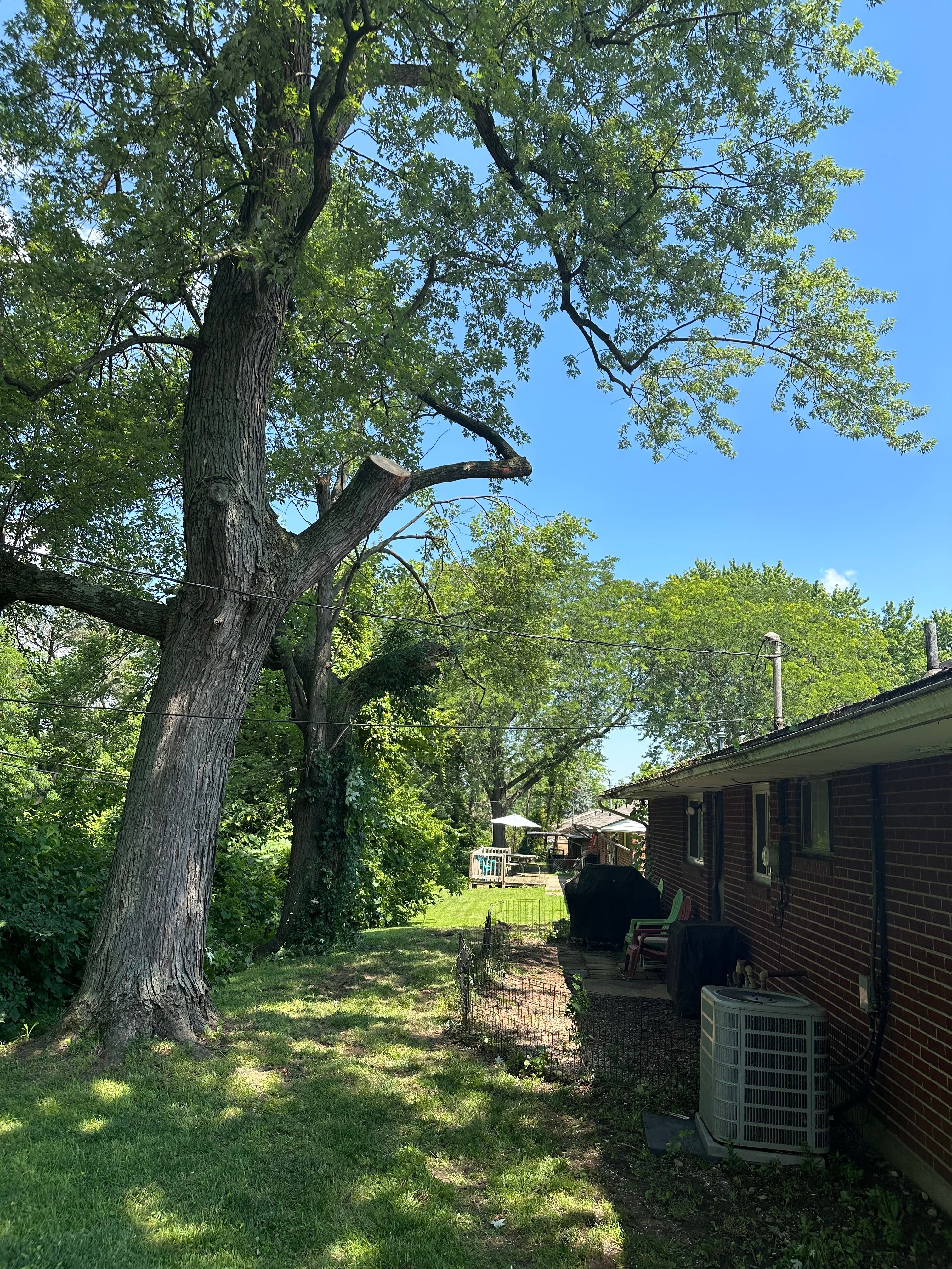 All Photos for Pro Tree Trim & Removal, Llc in Dayton, OH