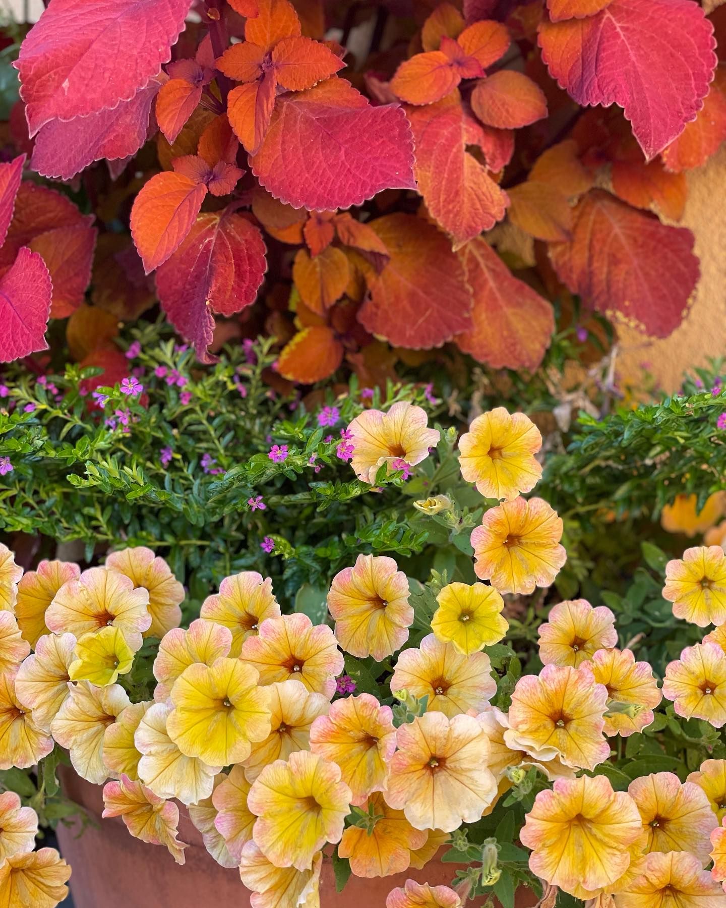  for Courtney Lewis Landscape Design in Portland, OR