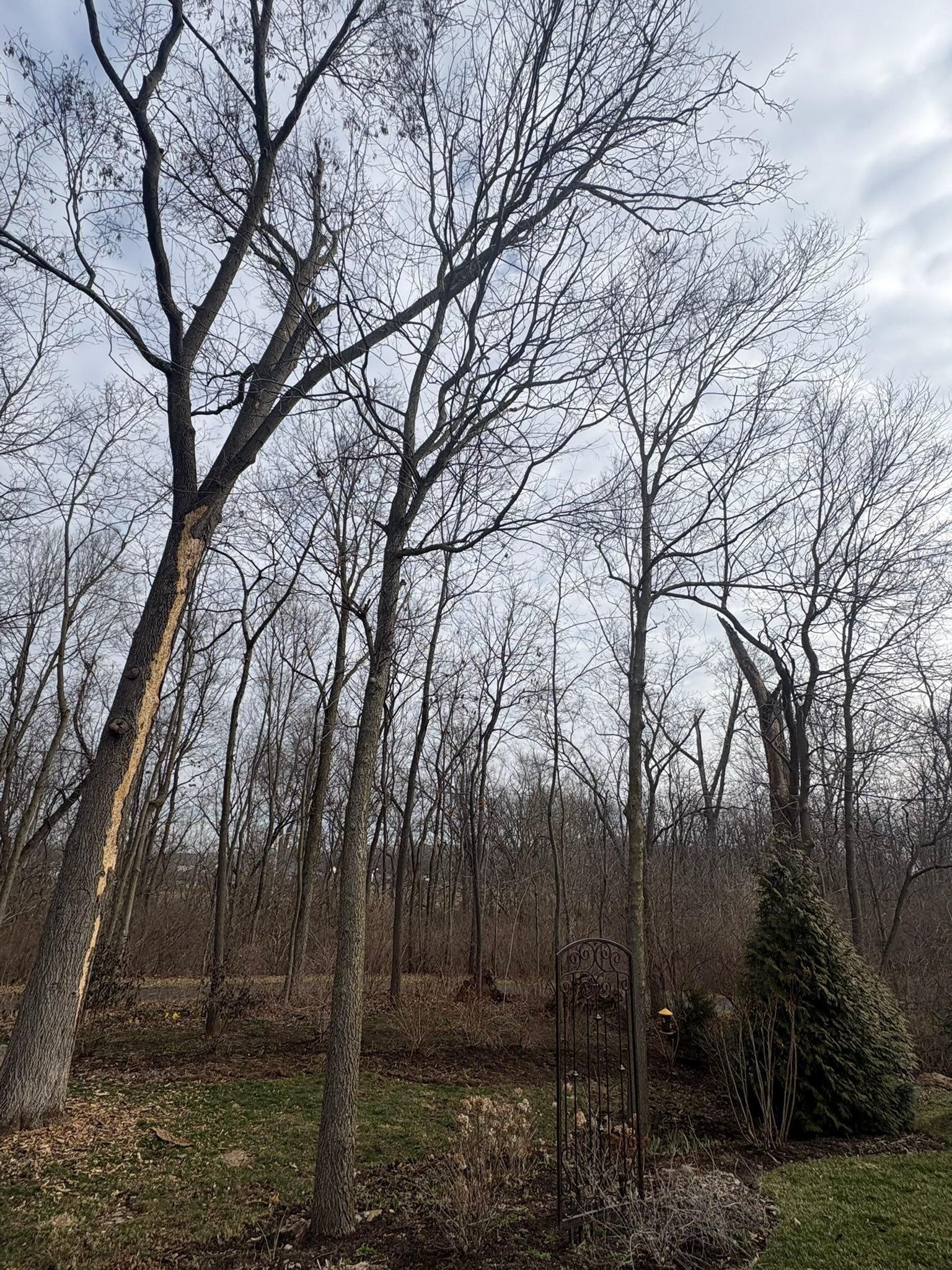  for Dig-It Tree Company in Mason, OH