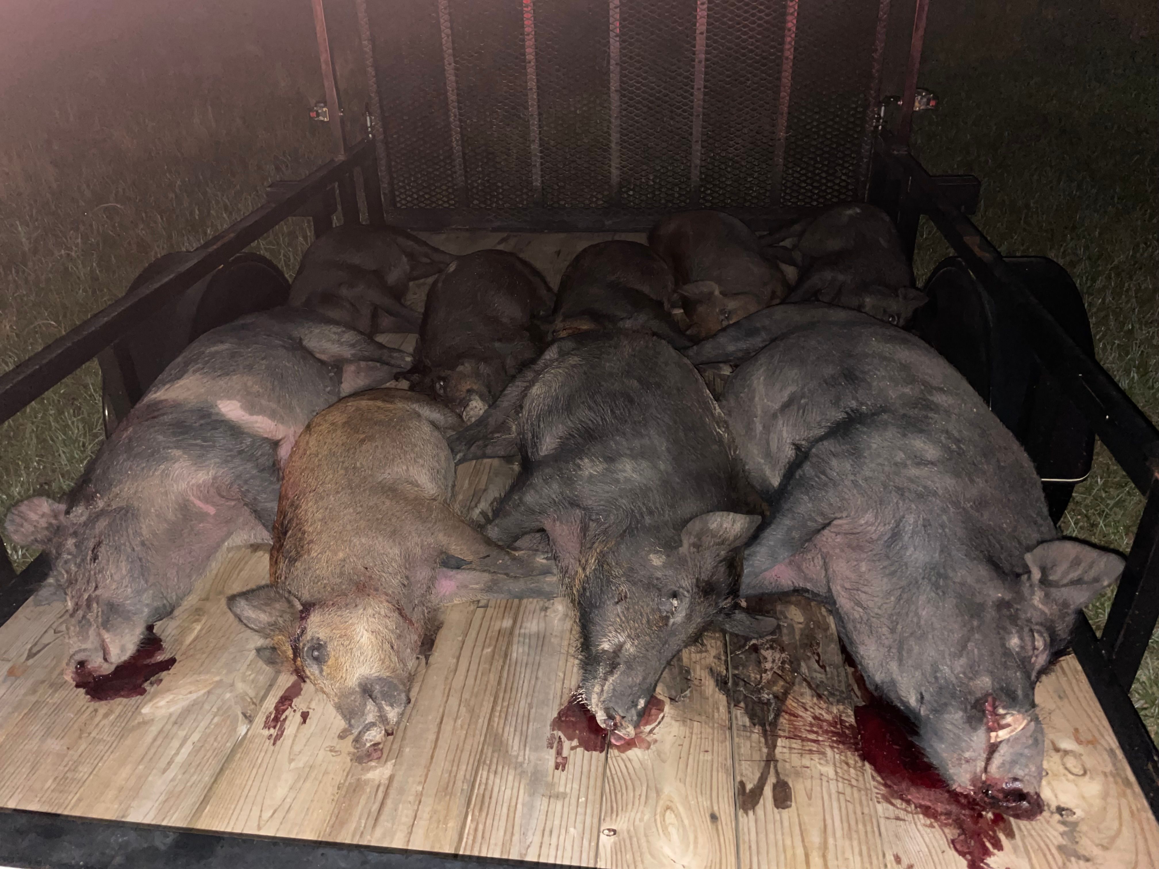  for Havoc Hog Control in Molino, FL
