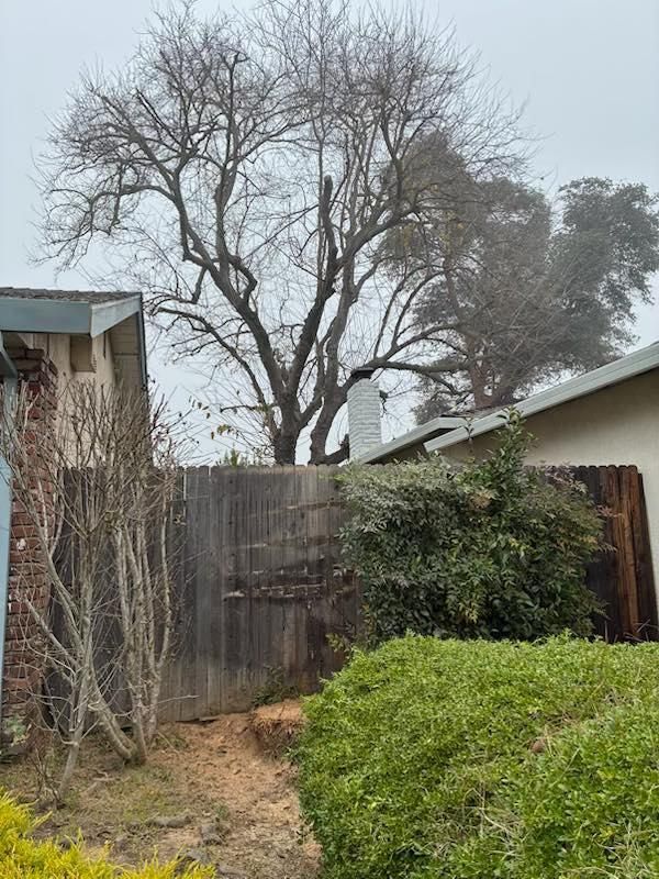 All Photos for Sammy's Tree Services in Sacramento, CA