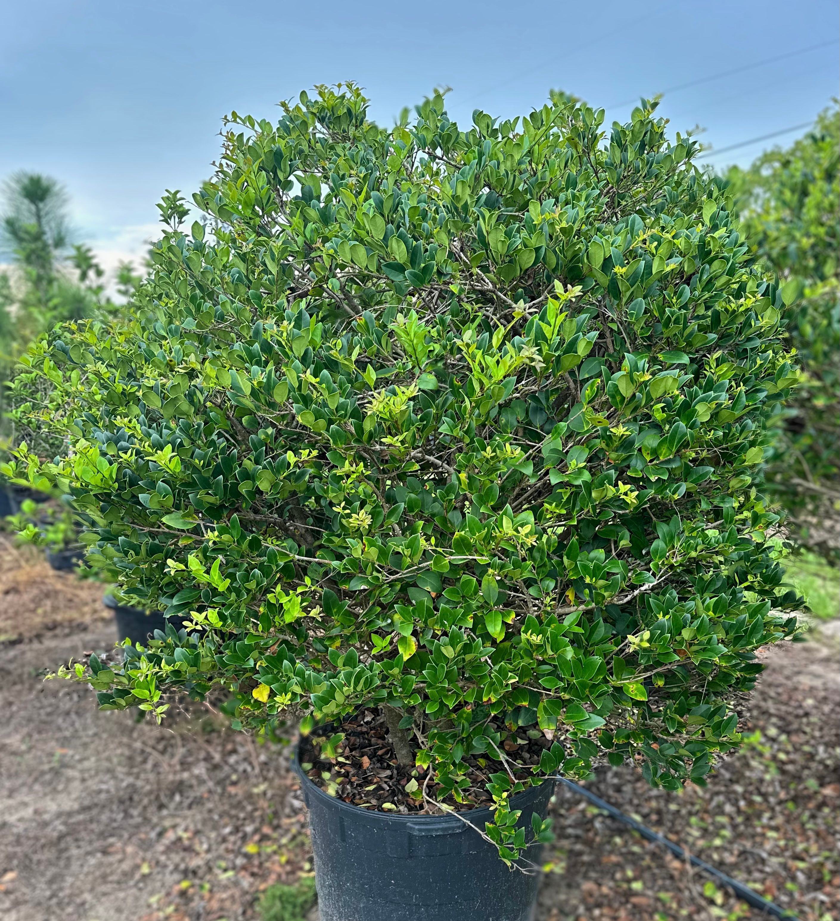  for Southern Roots Tree Farm in Crystal River, FL