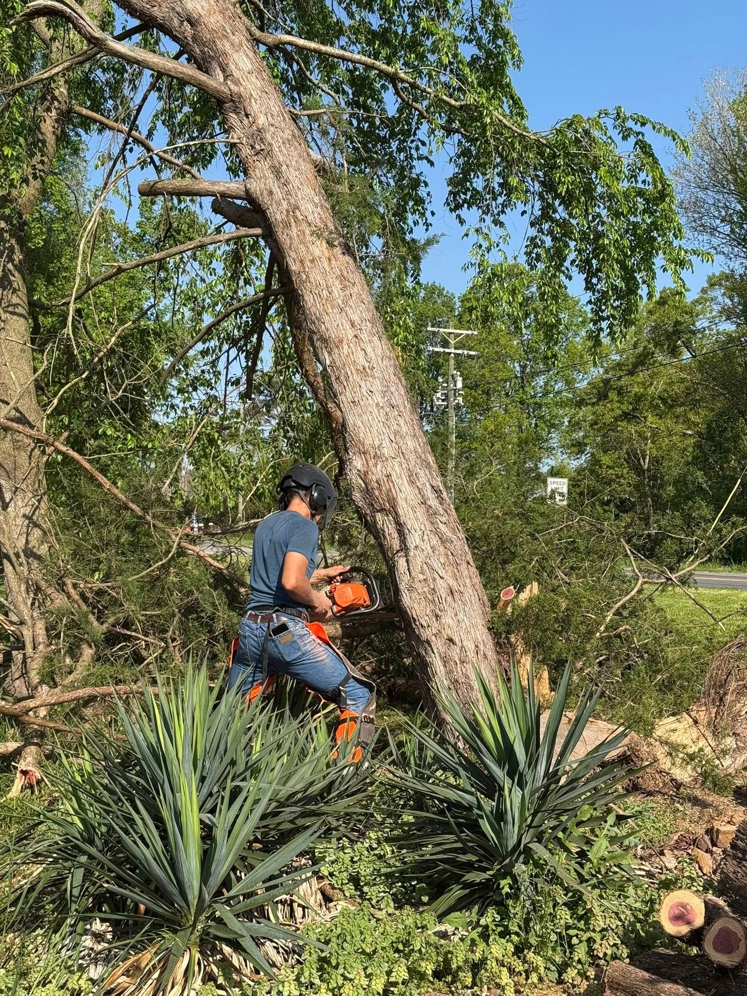 for Ramirez Tree Care in Elkin, NC