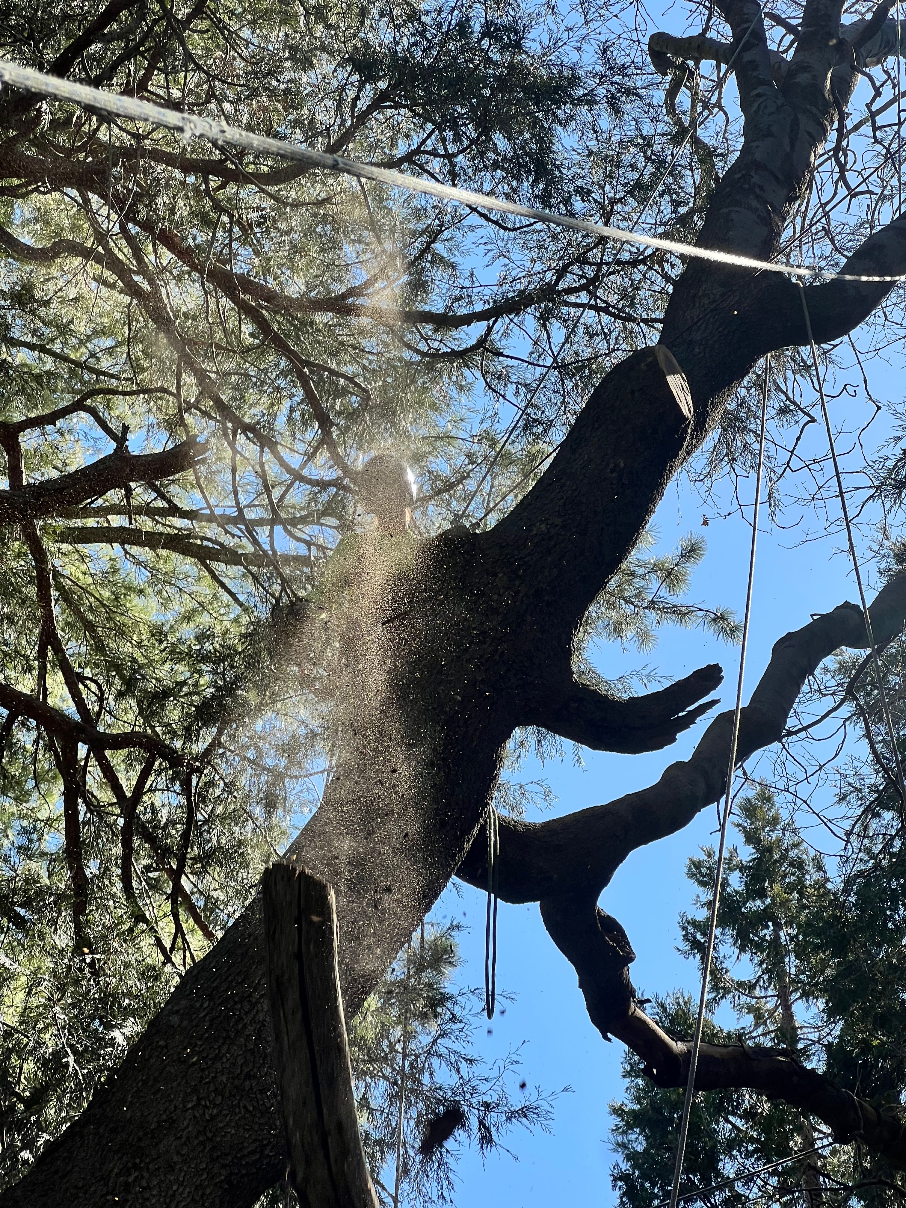  for Poseidon Valley Tree Service Corp in San Bernardino, CA