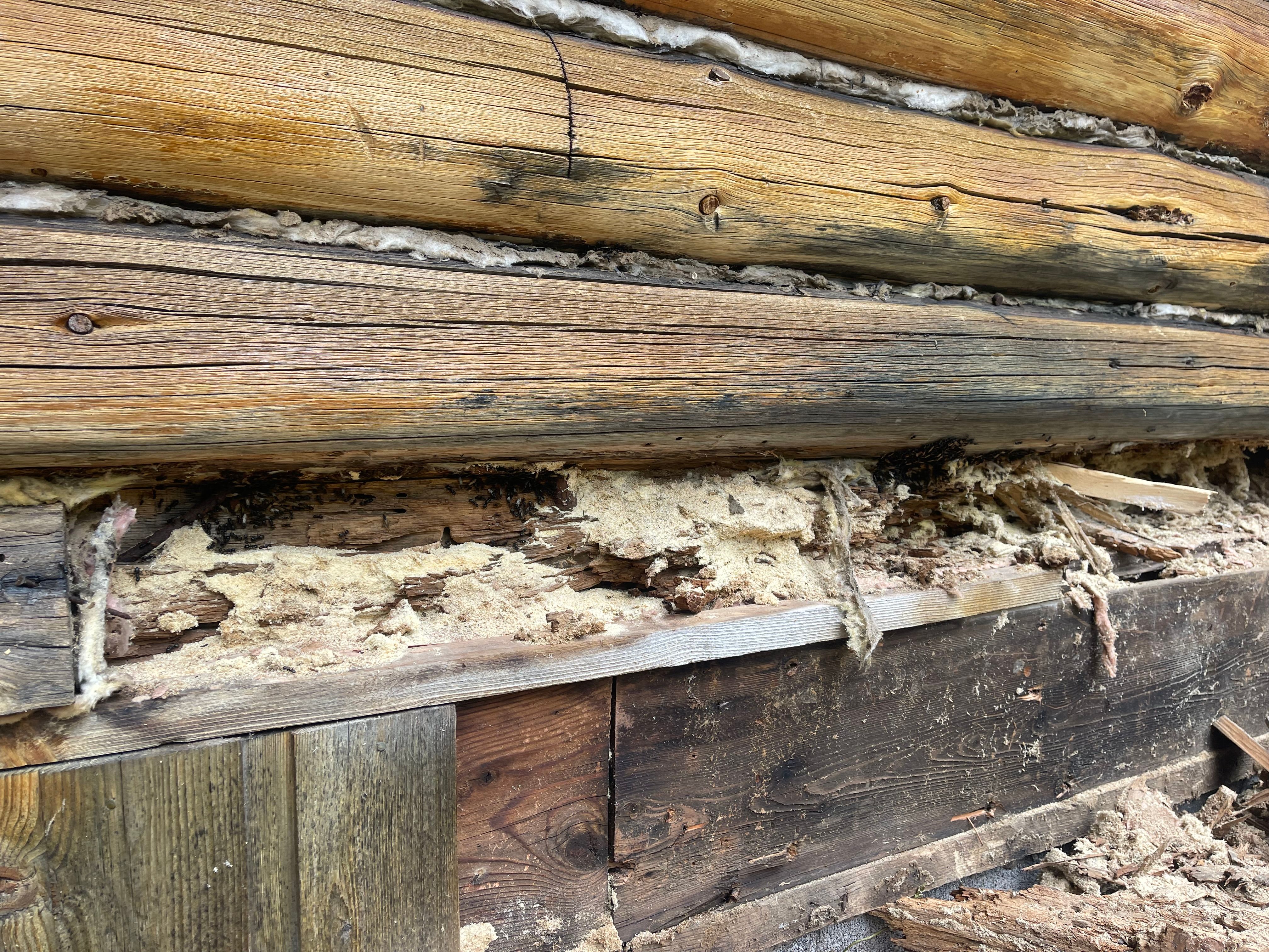  for True Blue Logworks LLC in Corvallis, MT