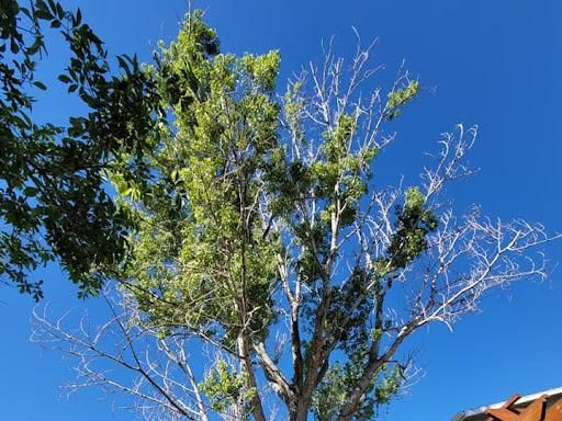  for Sloan Tree Service in Aurora, CO