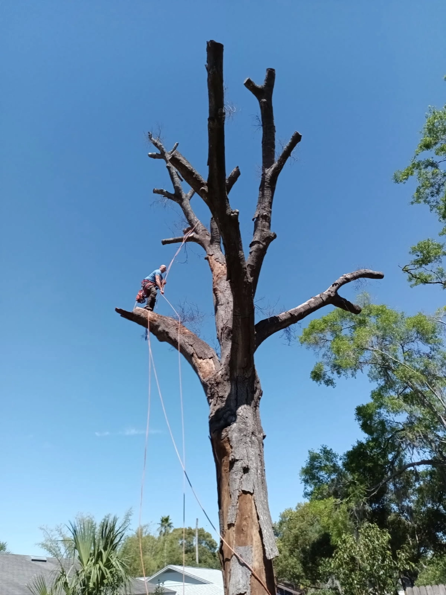  for A Southern Style Tree Service in Orlando, FL
