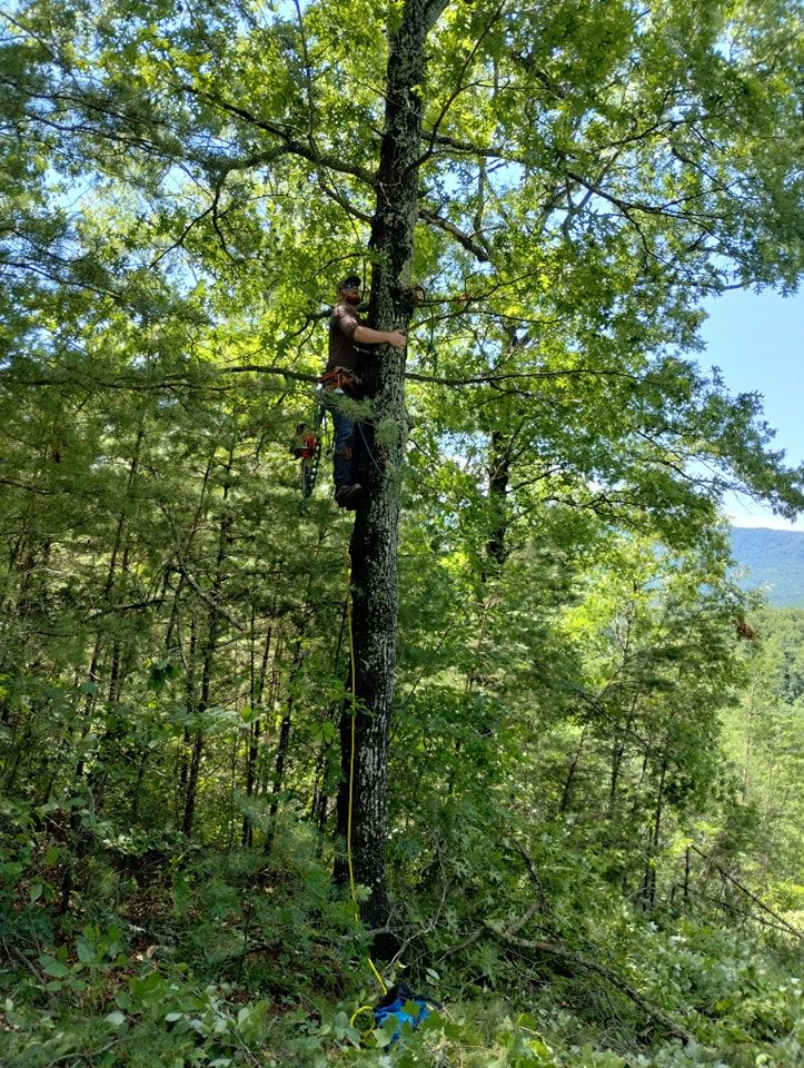  for Wade's Family Tree Service in Townsend, TN