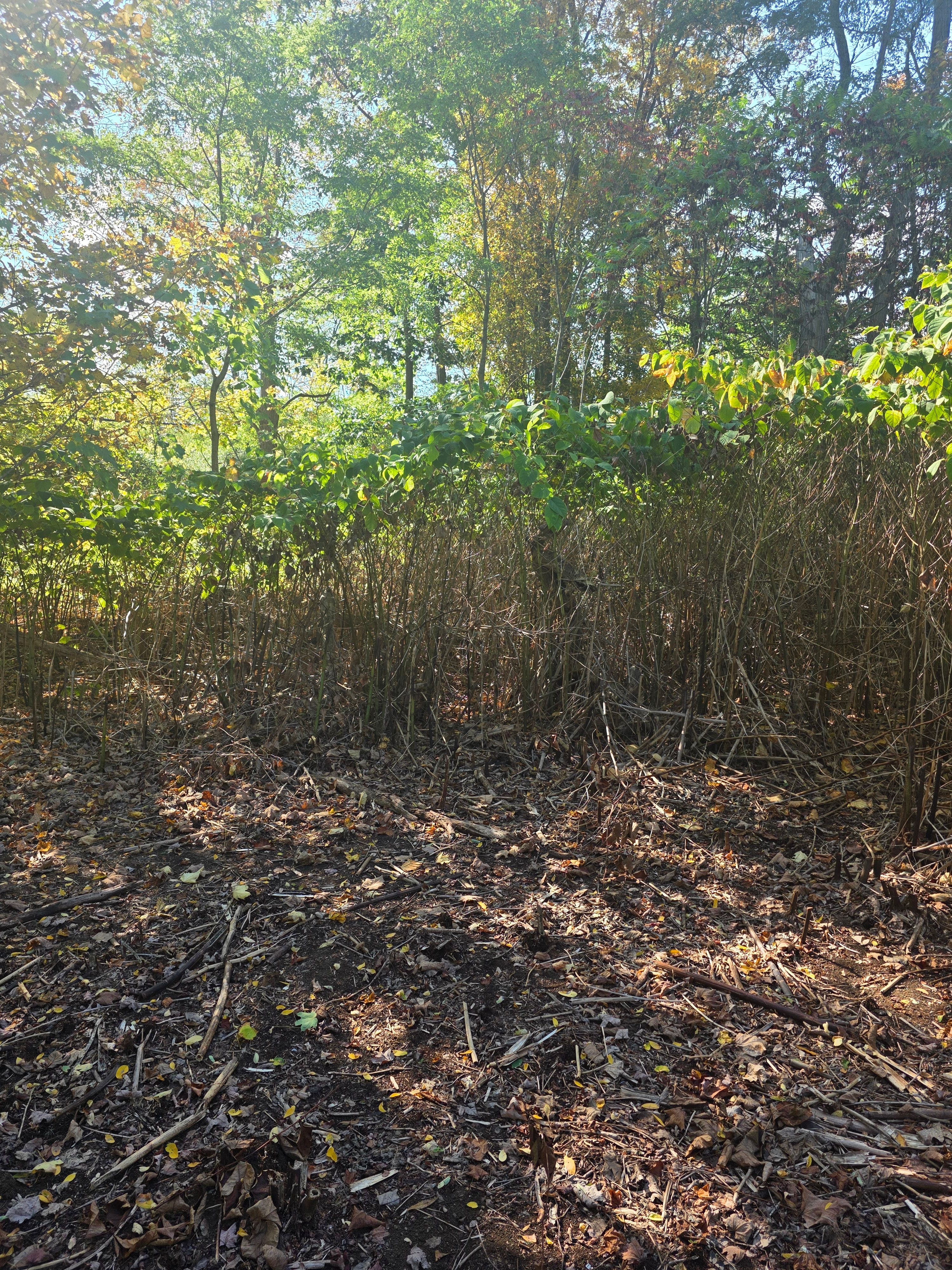  for Sweet Scapes in Ballston Spa, NY