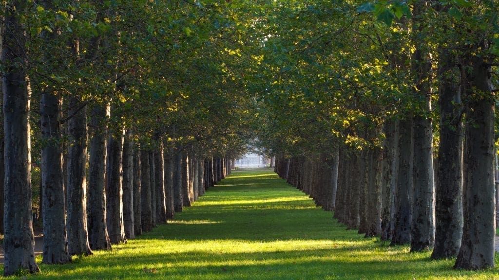 All Photos for Sammy's Tree Services in Rancho Cordova, CA