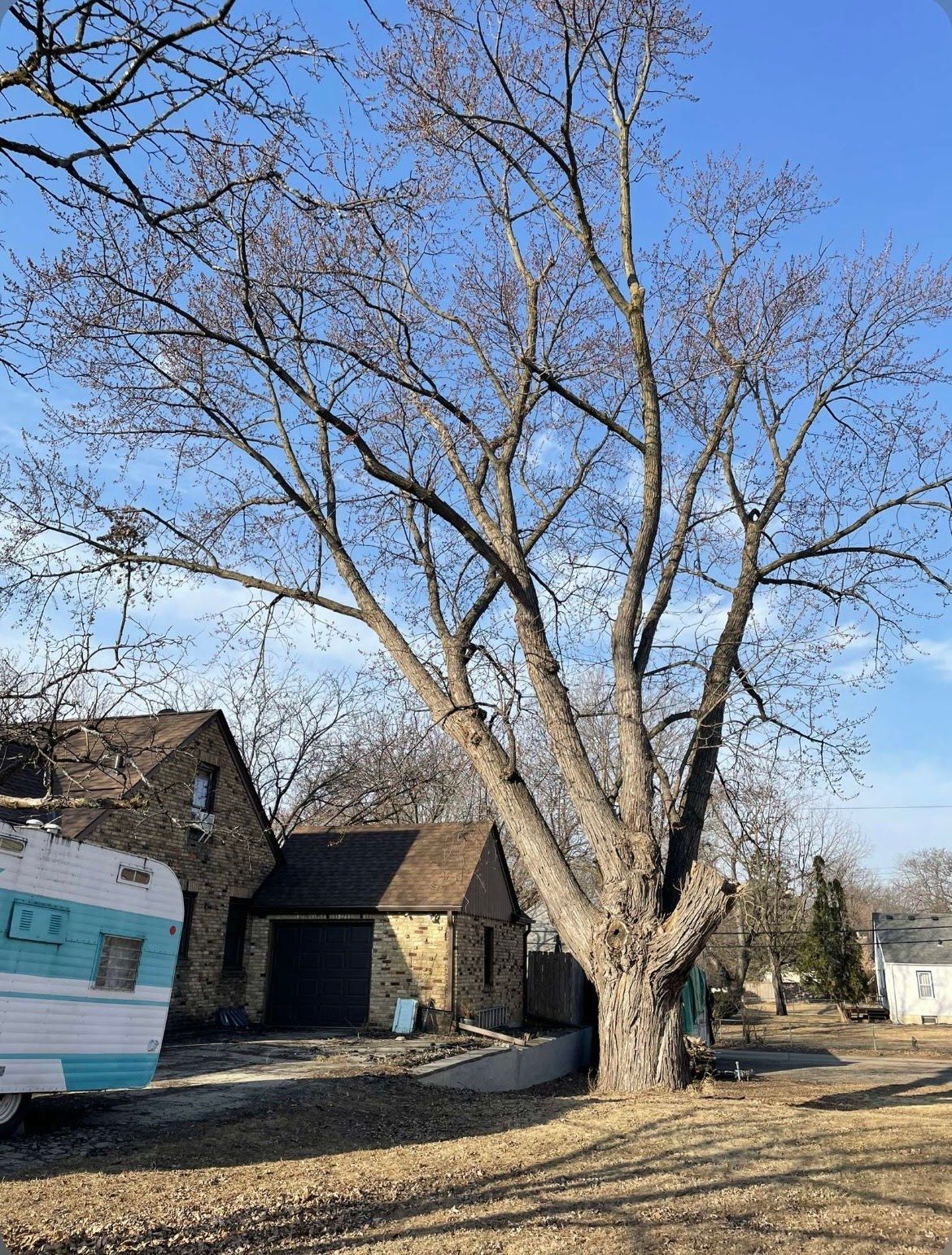 Trees for K and Z Tree Care in Andover, MN