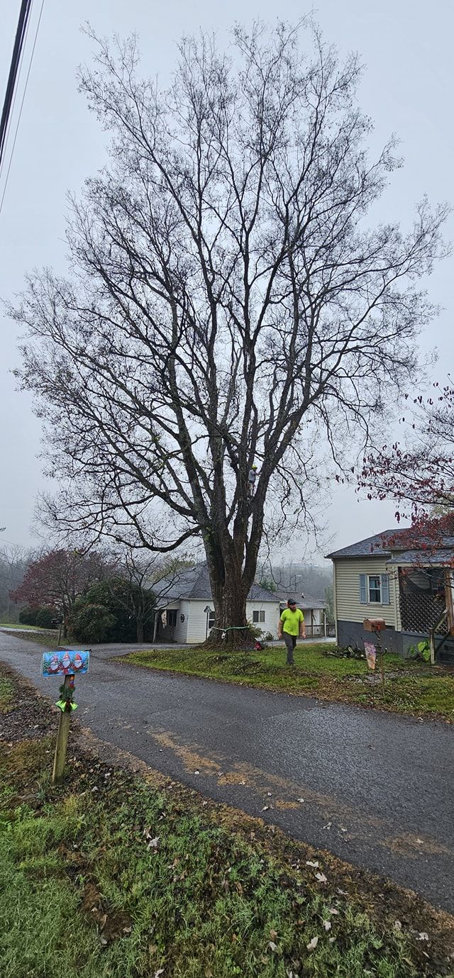  for Reagan & Sons Tree Service in Dandridge, TN