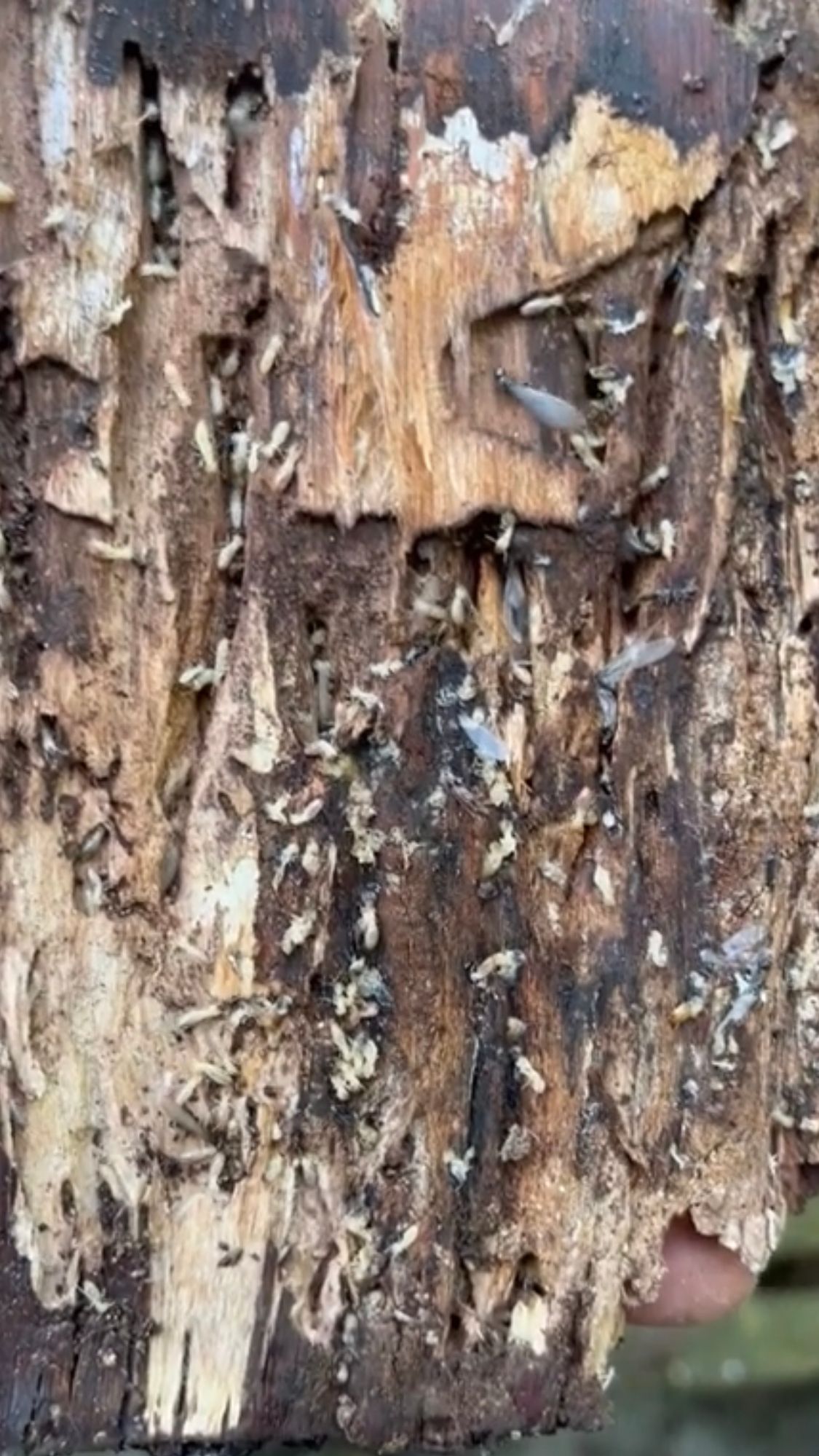  for All-In Pest Control & Home Solutions in Greene County, IN